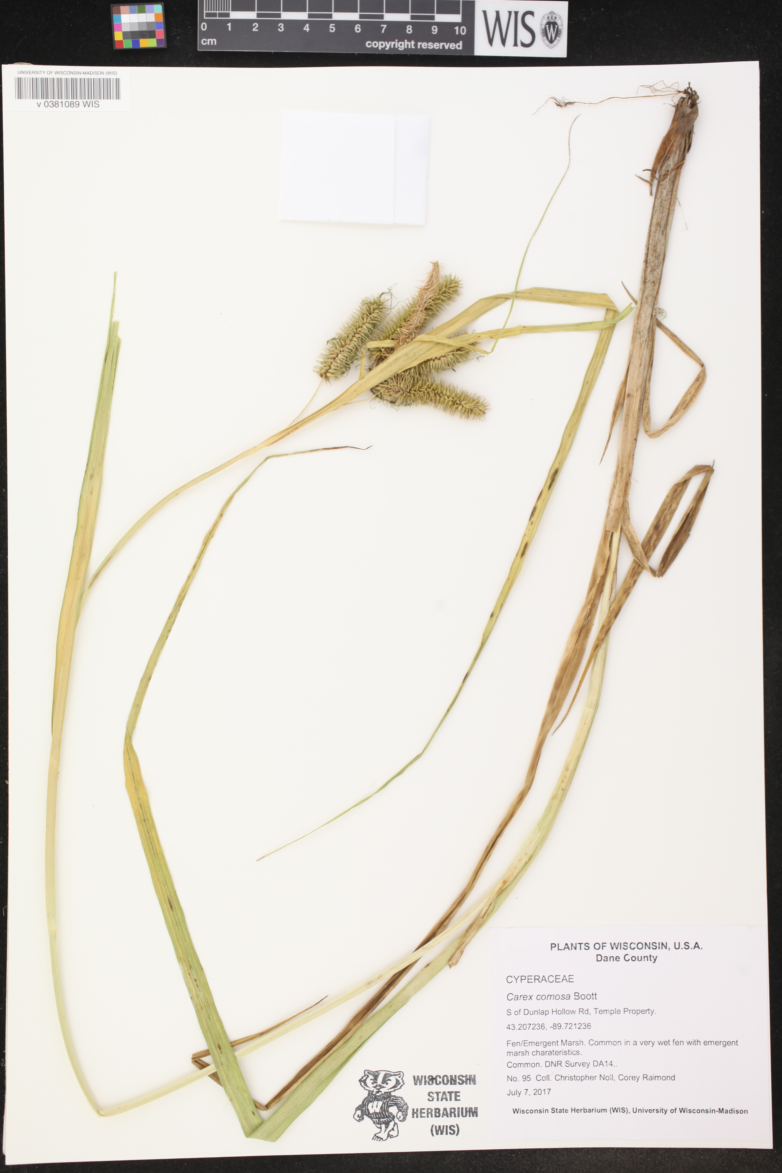 Carex comosa image