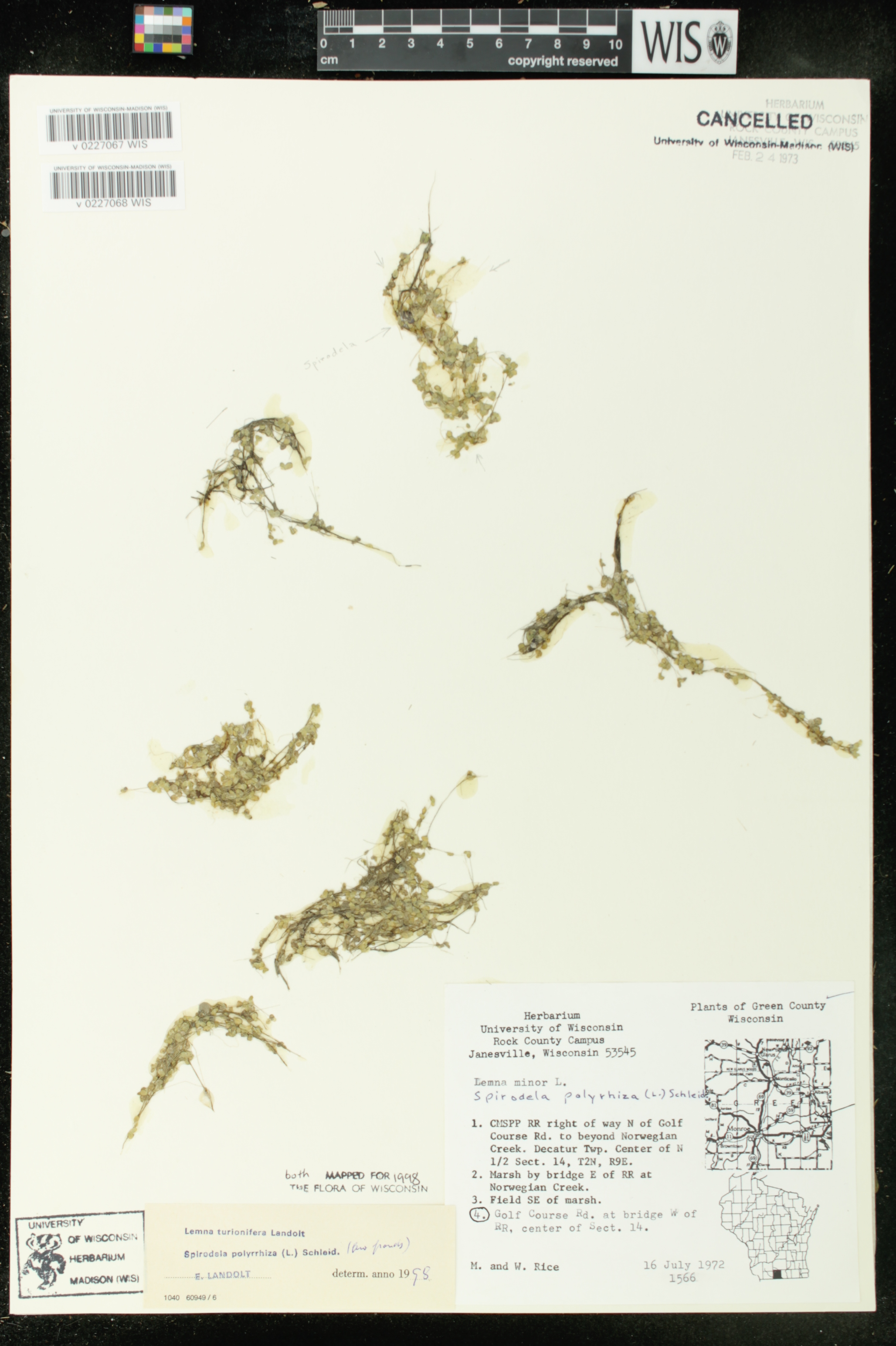 Spirodela polyrrhiza image