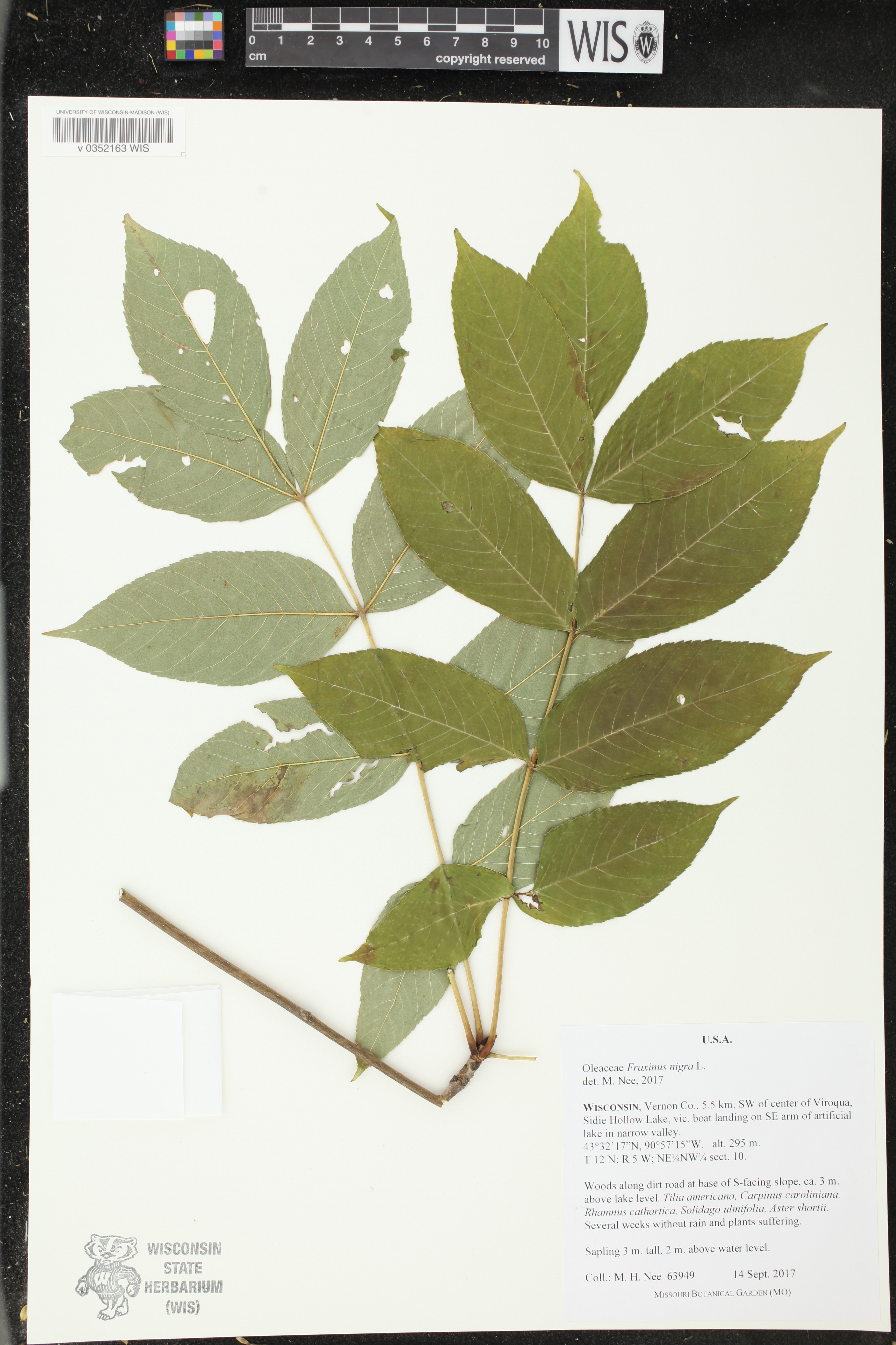 Fraxinus nigra image