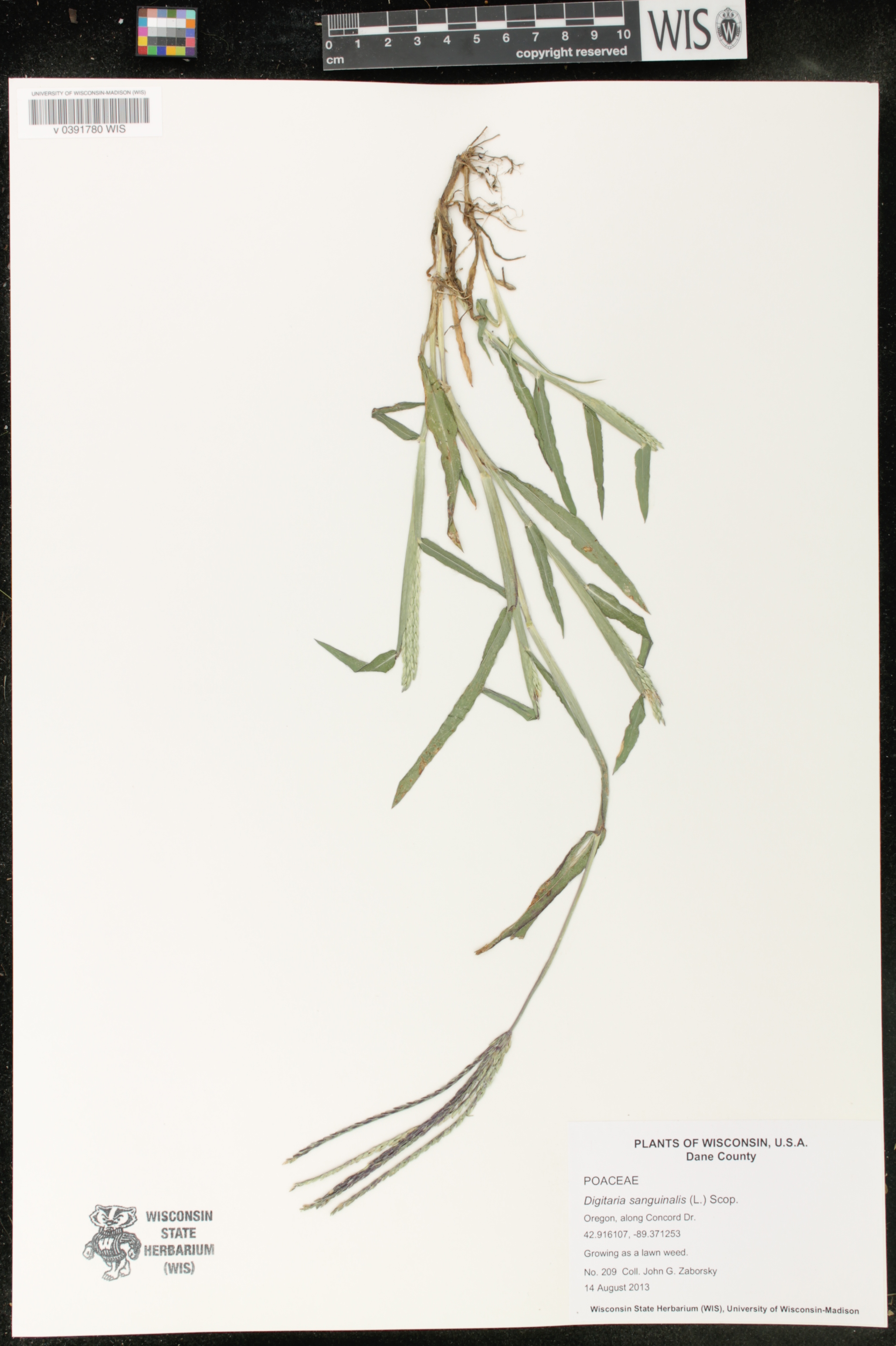 Digitaria sanguinalis image