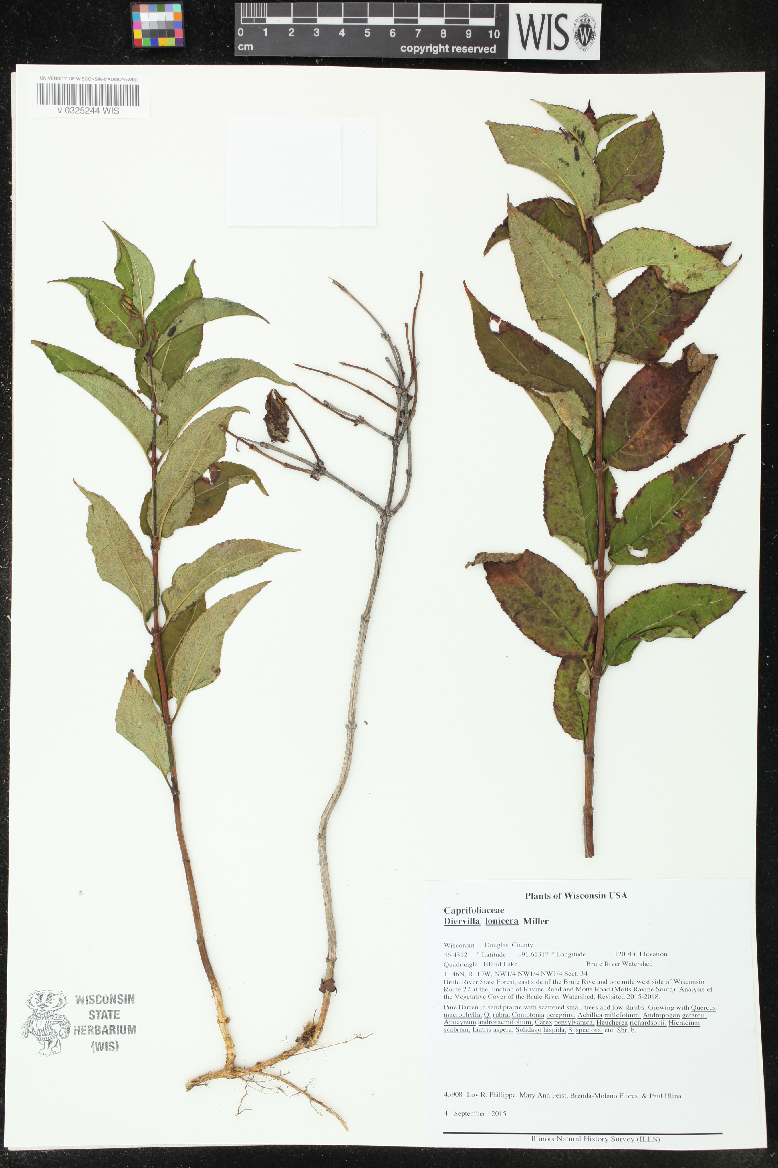 Diervilla lonicera image