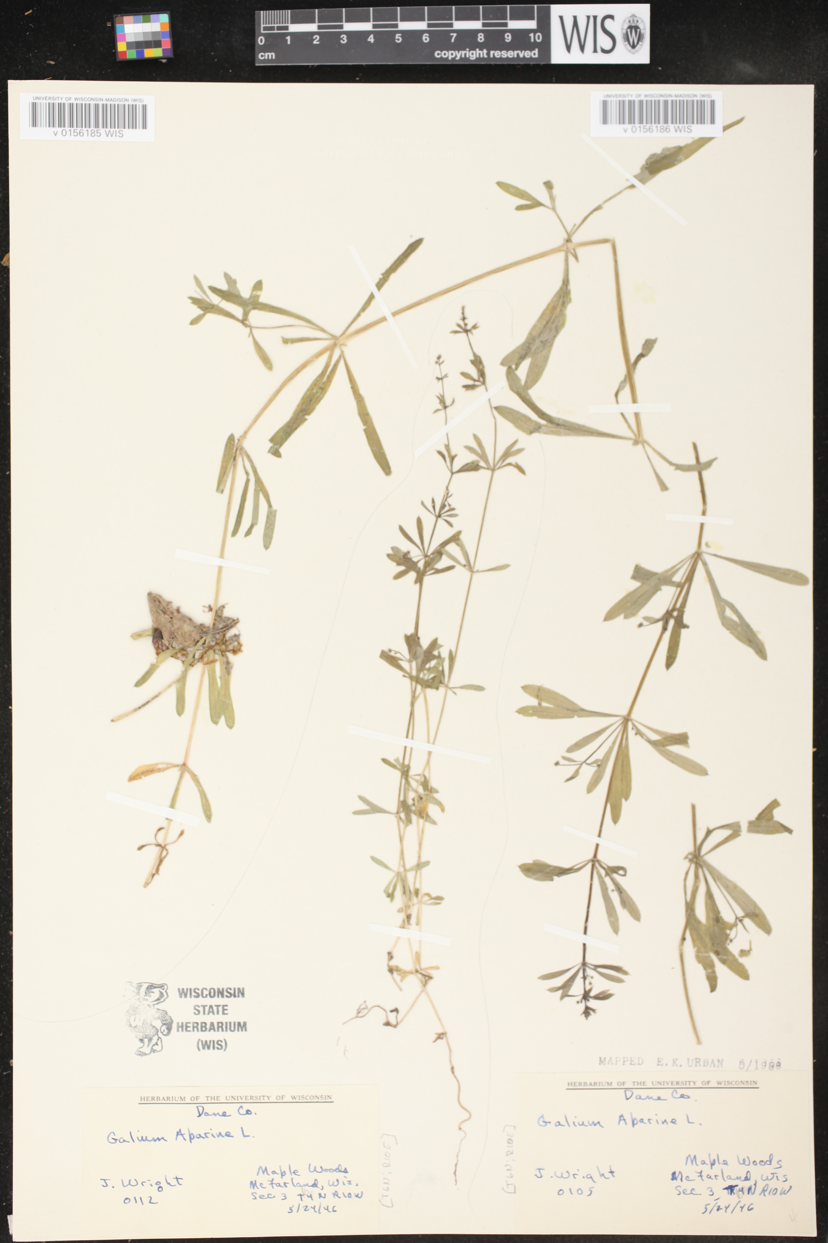 Galium aparine image