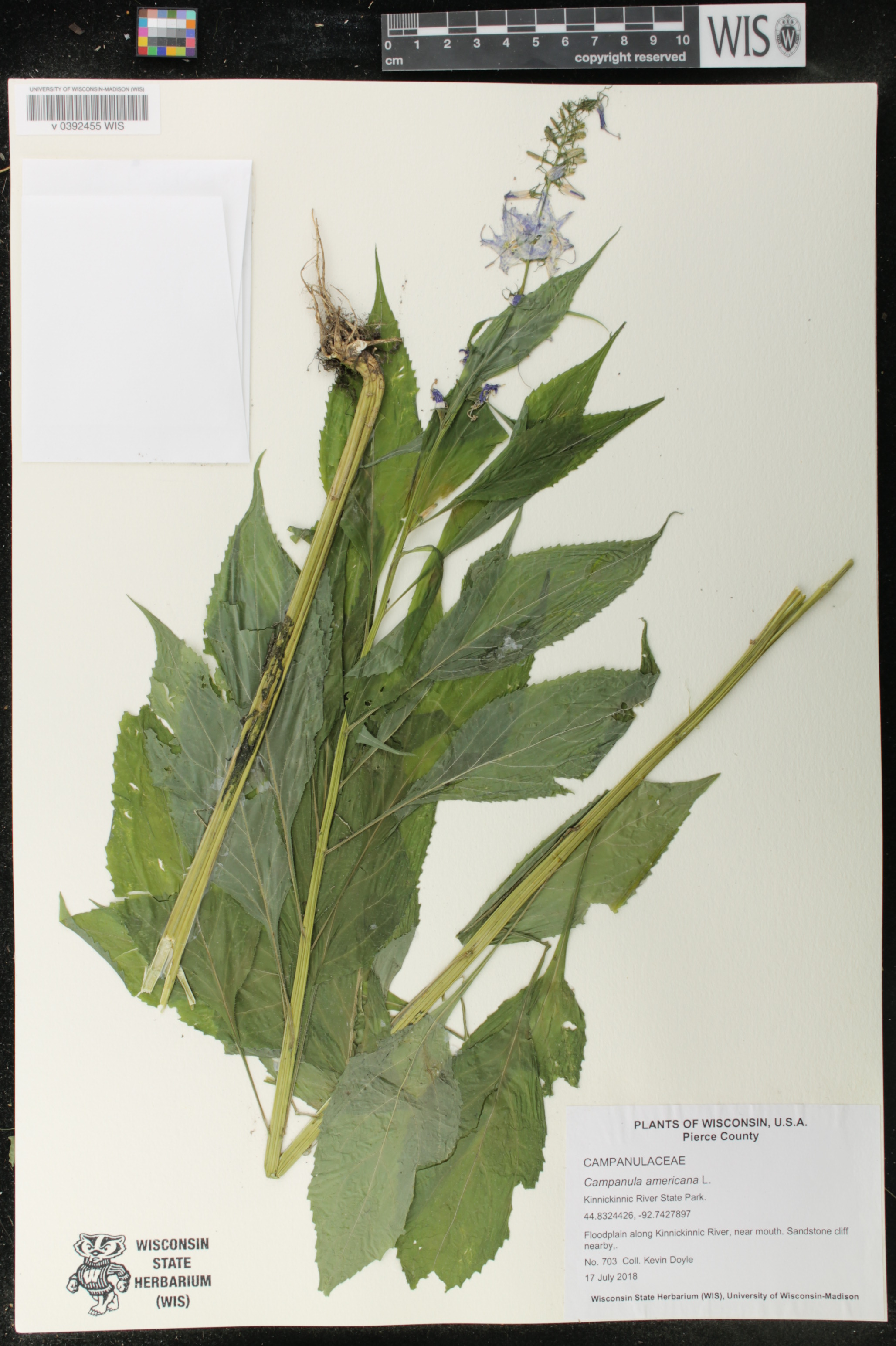 Campanulastrum americanum image