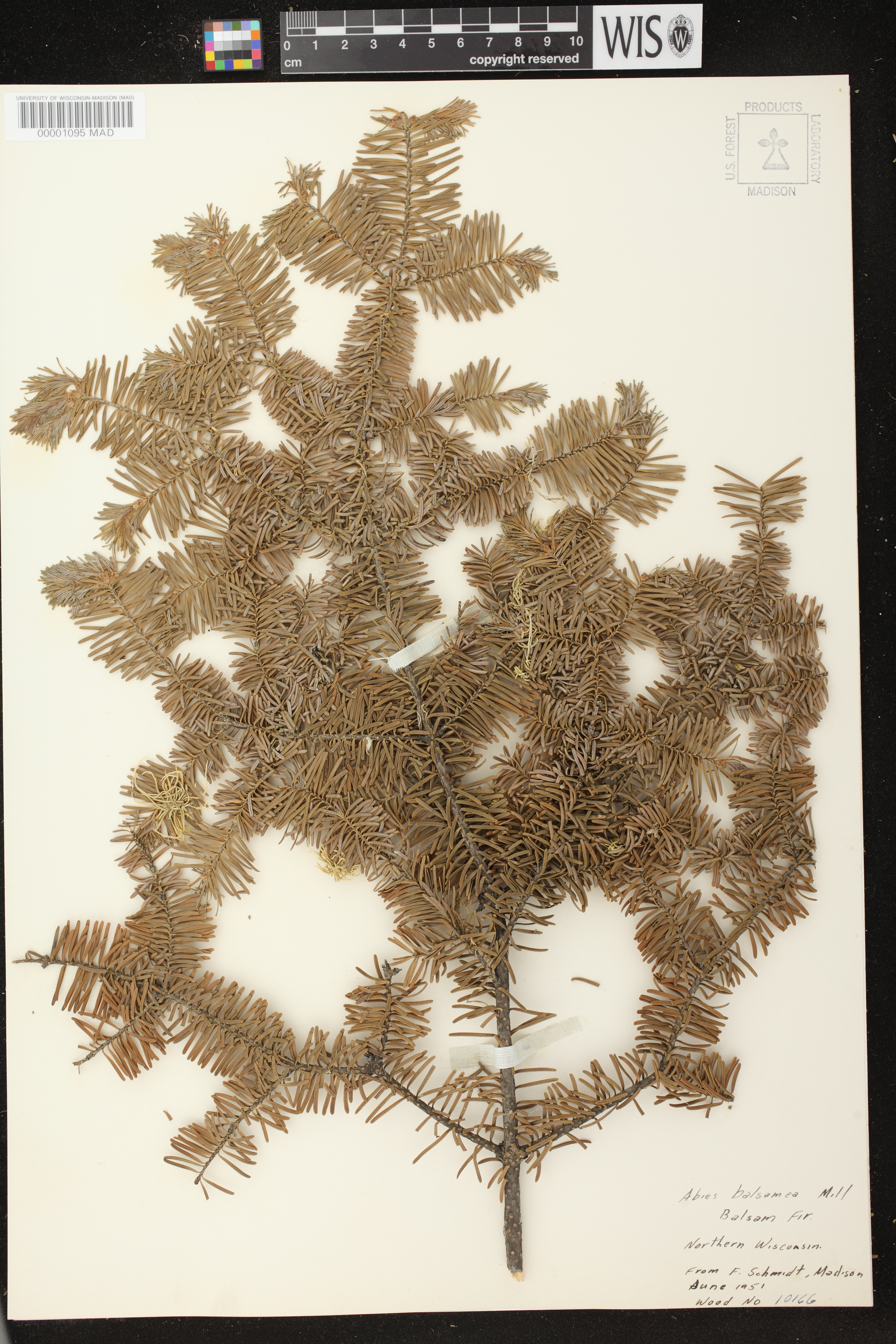 Abies balsamea image