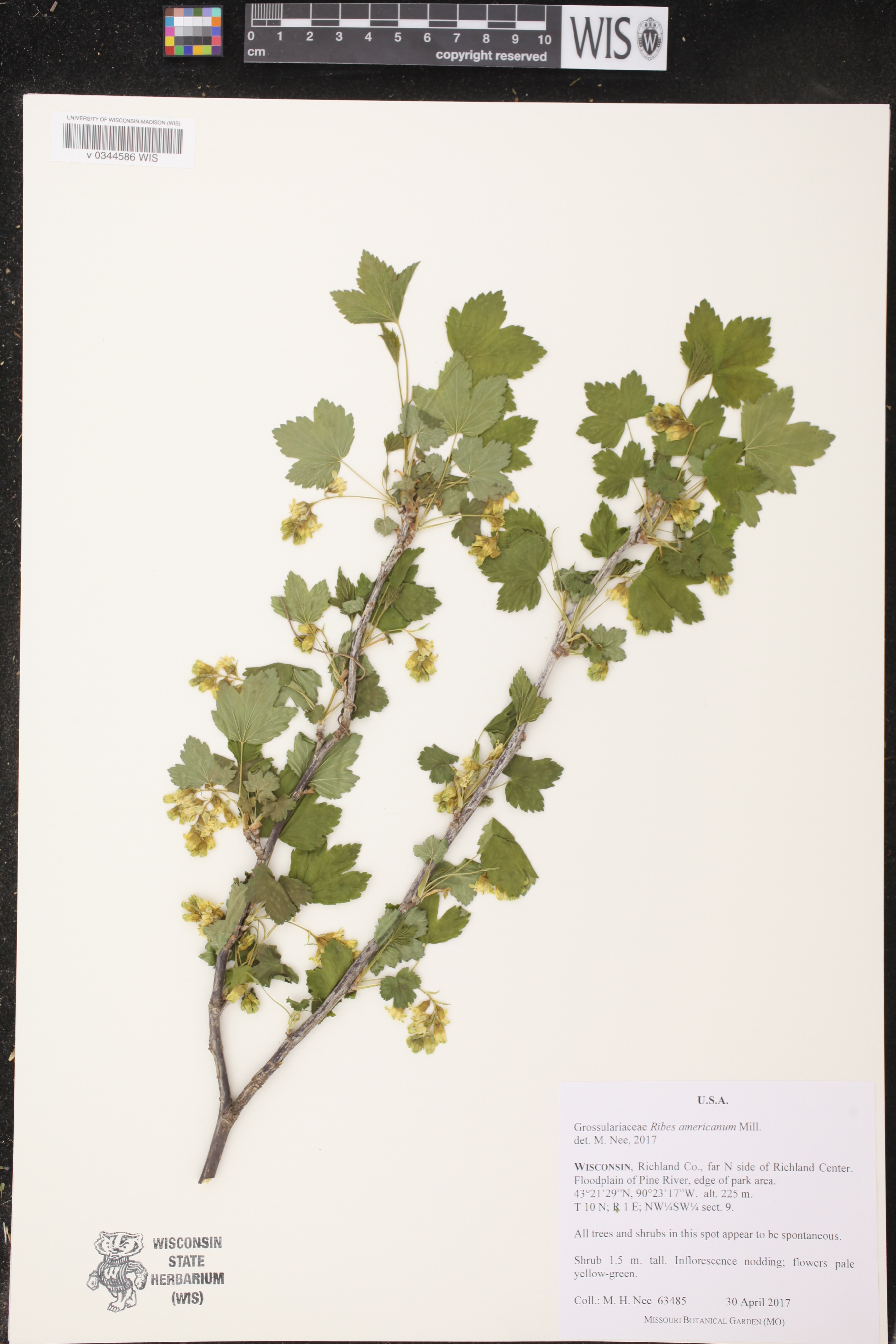 Ribes americanum image