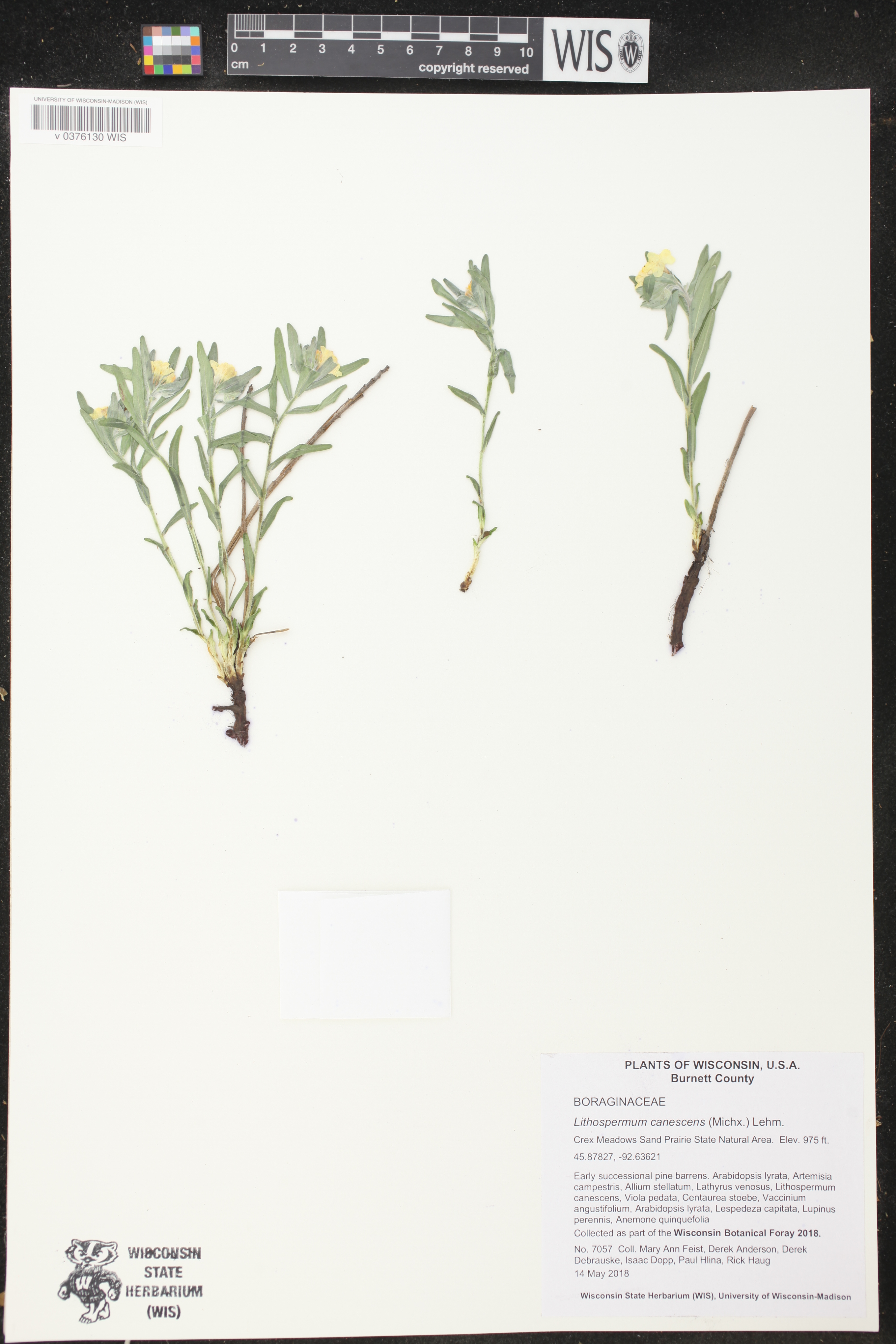 Lithospermum canescens image
