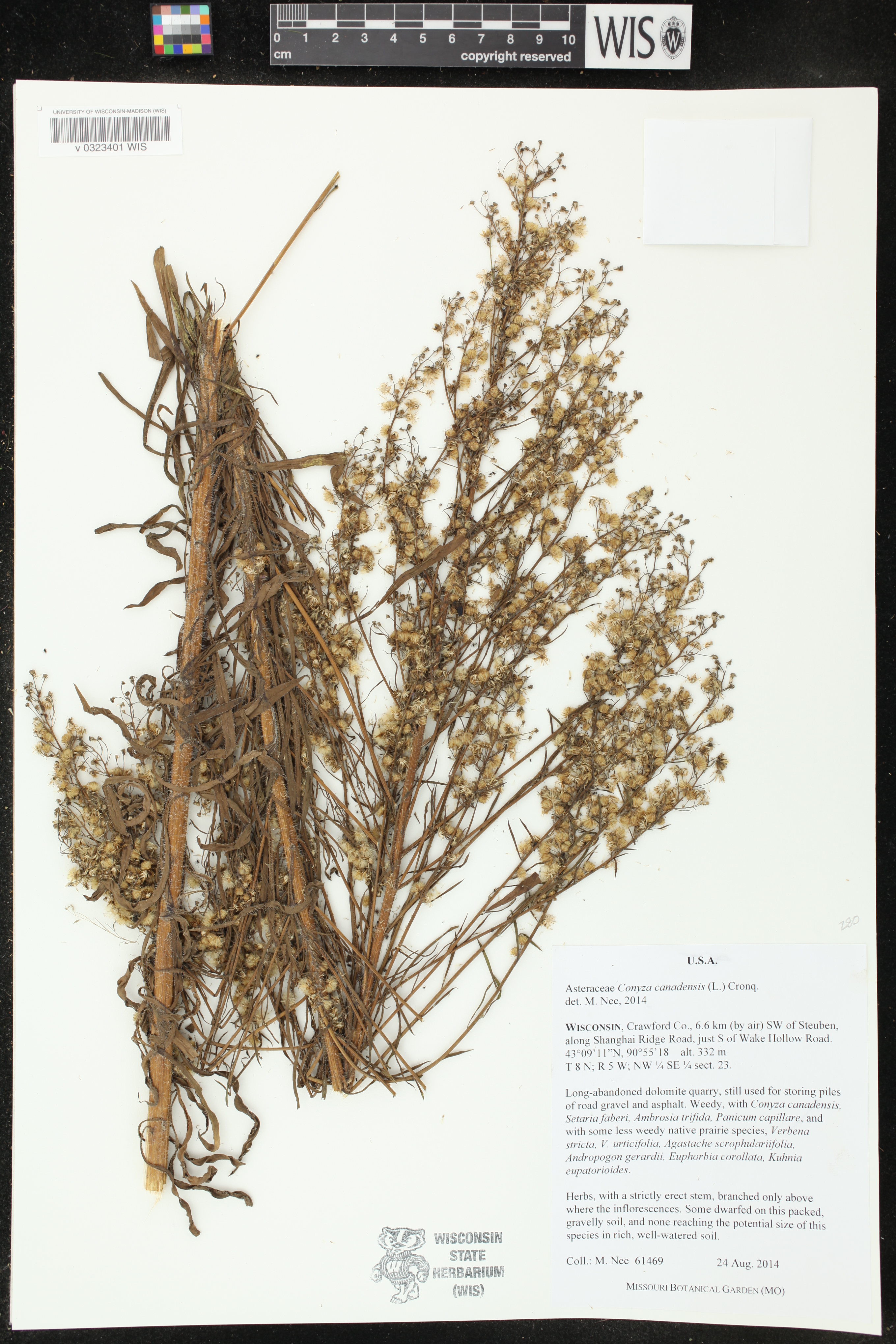 Conyza canadensis image