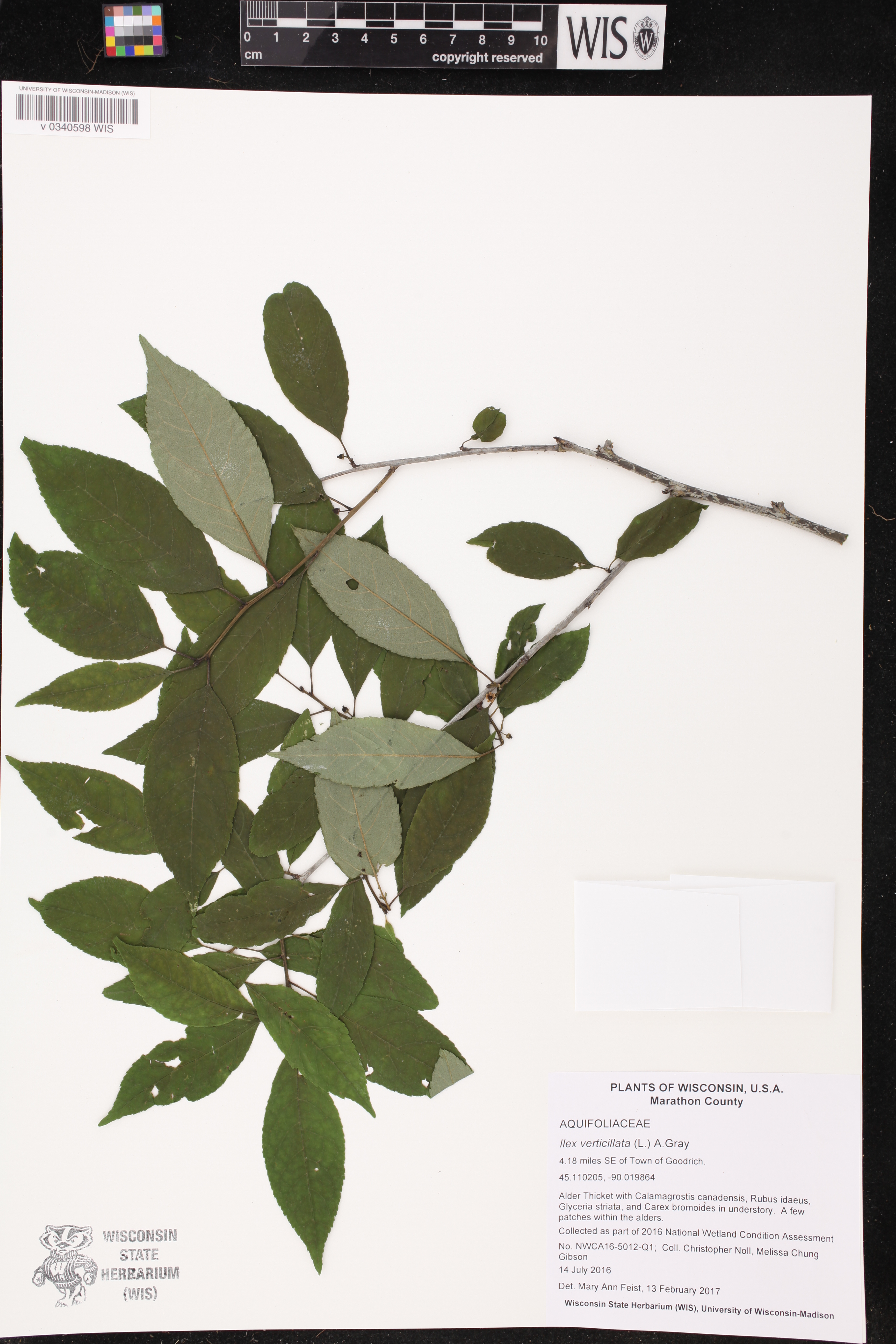 Ilex verticillata image