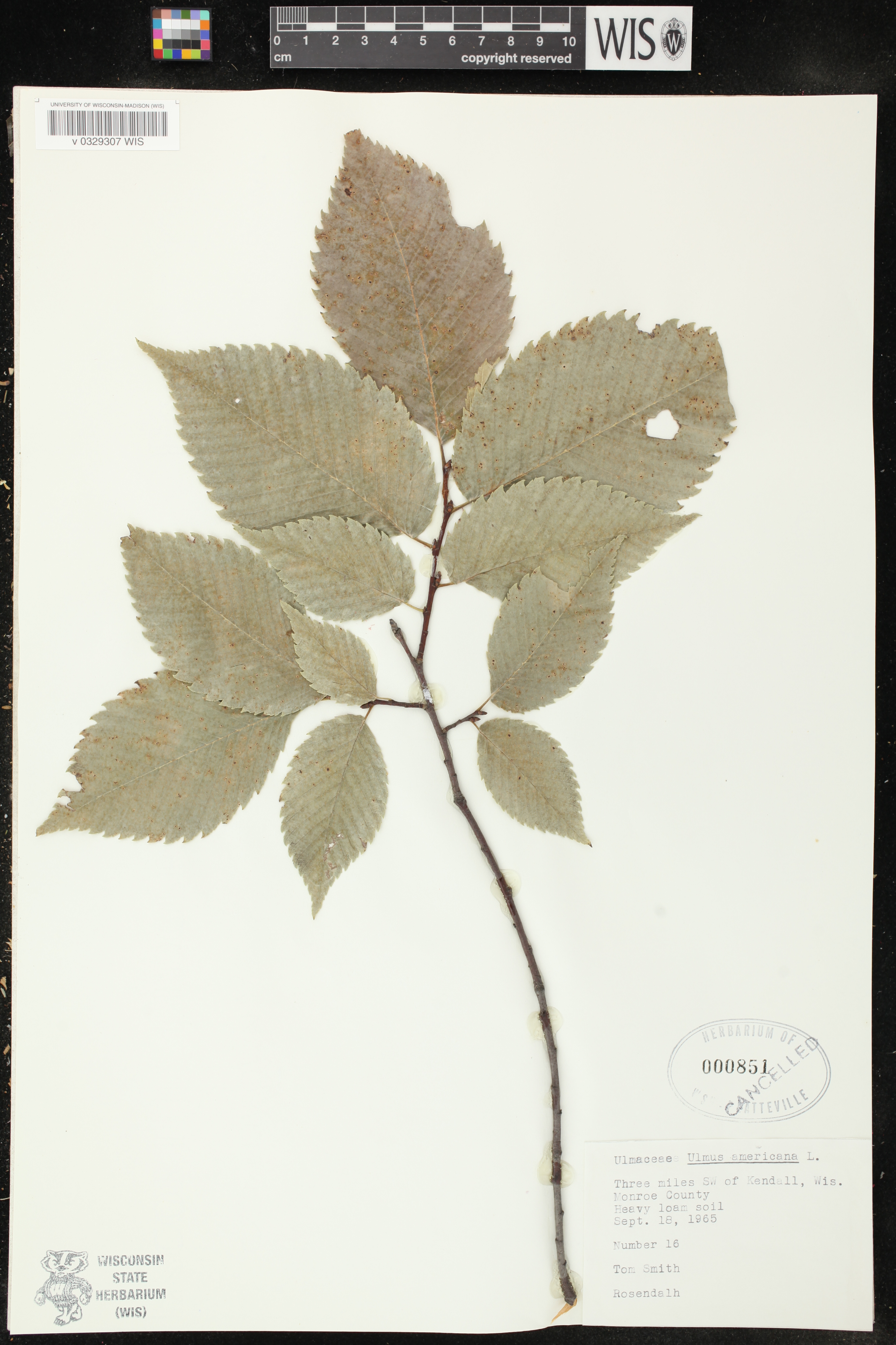 Ulmus americana image