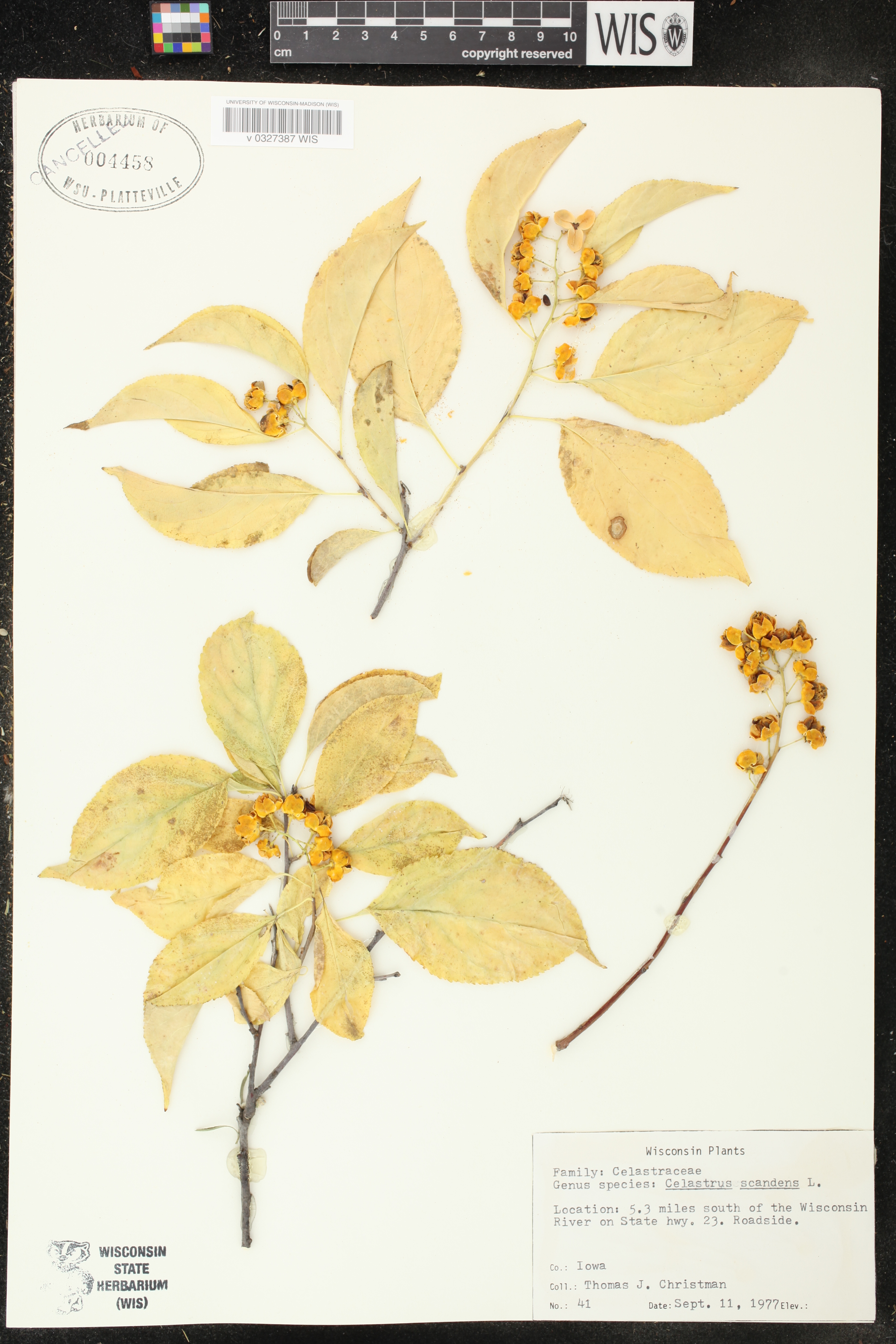 Celastrus scandens image