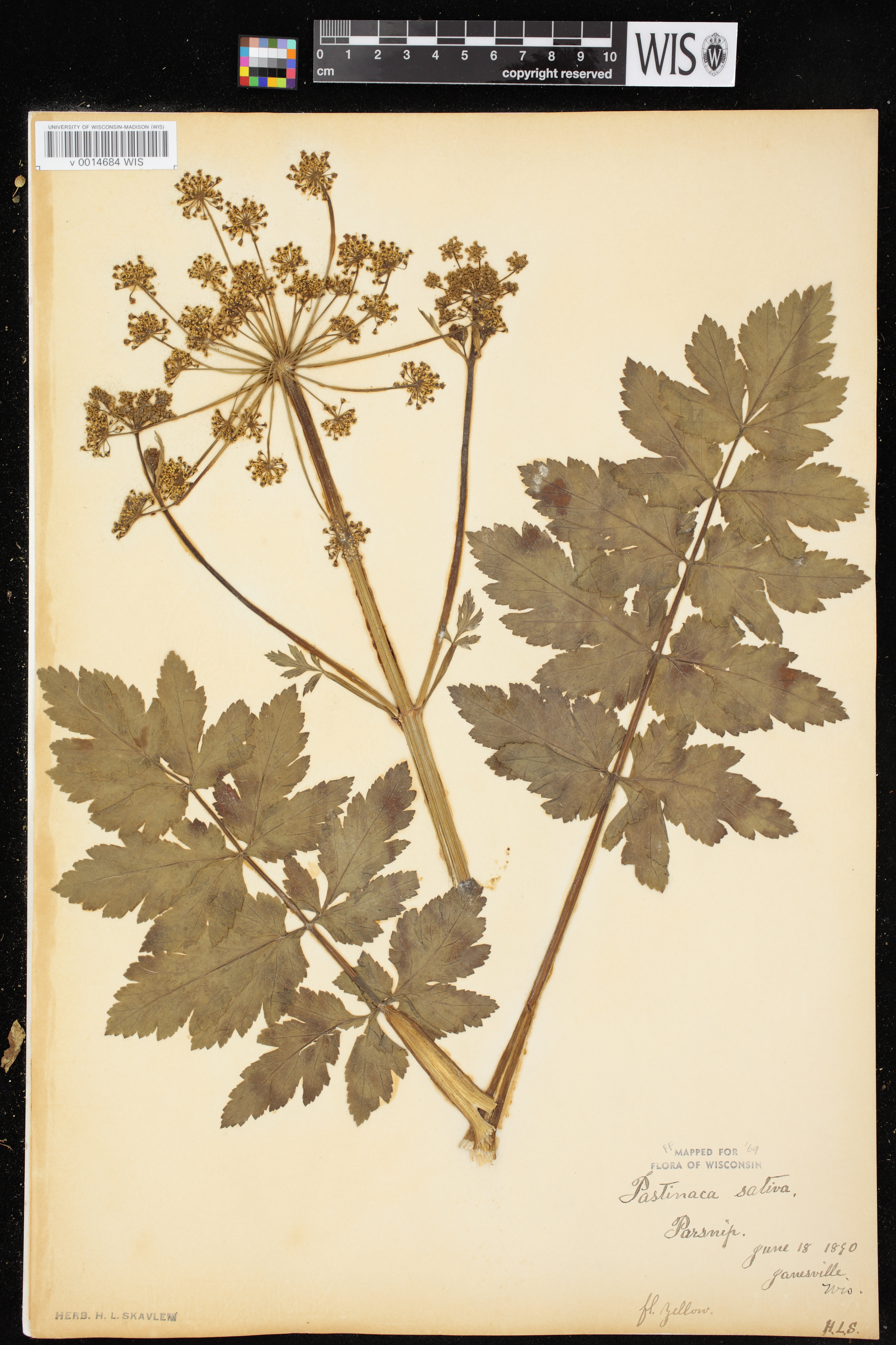 Pastinaca sativa image