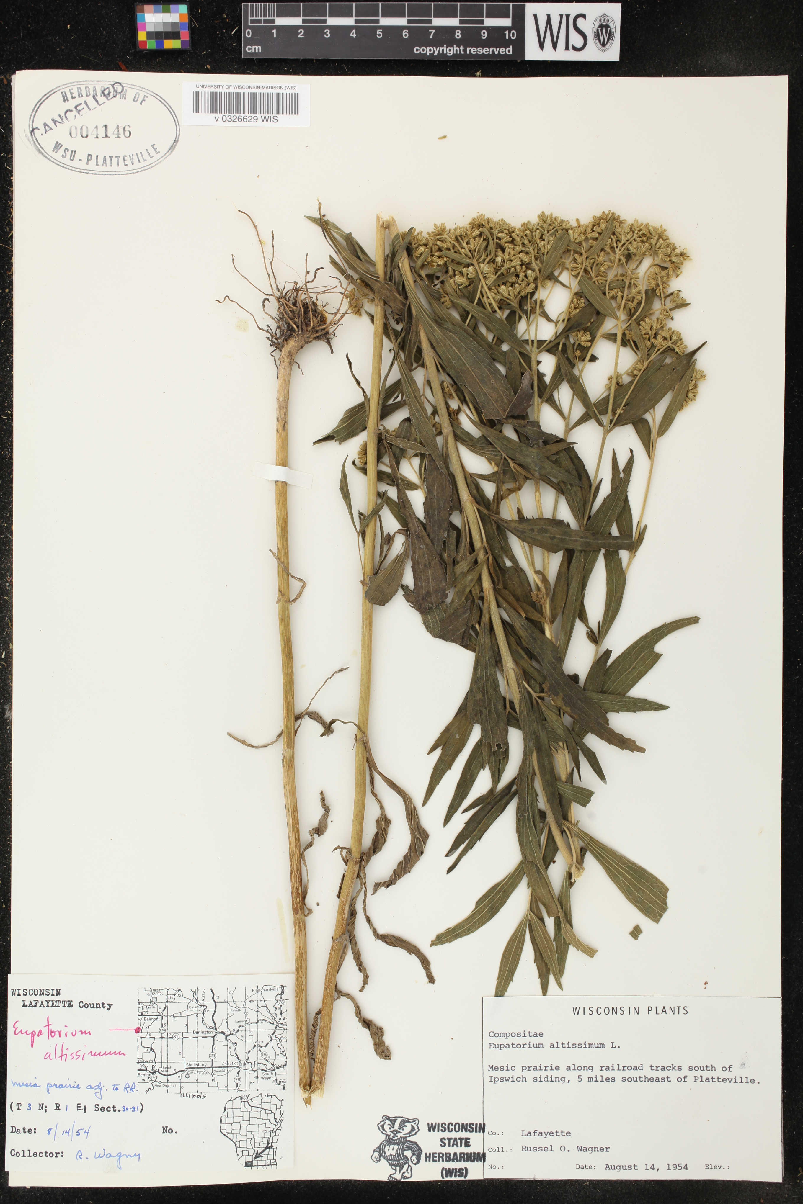 Eupatorium altissimum image