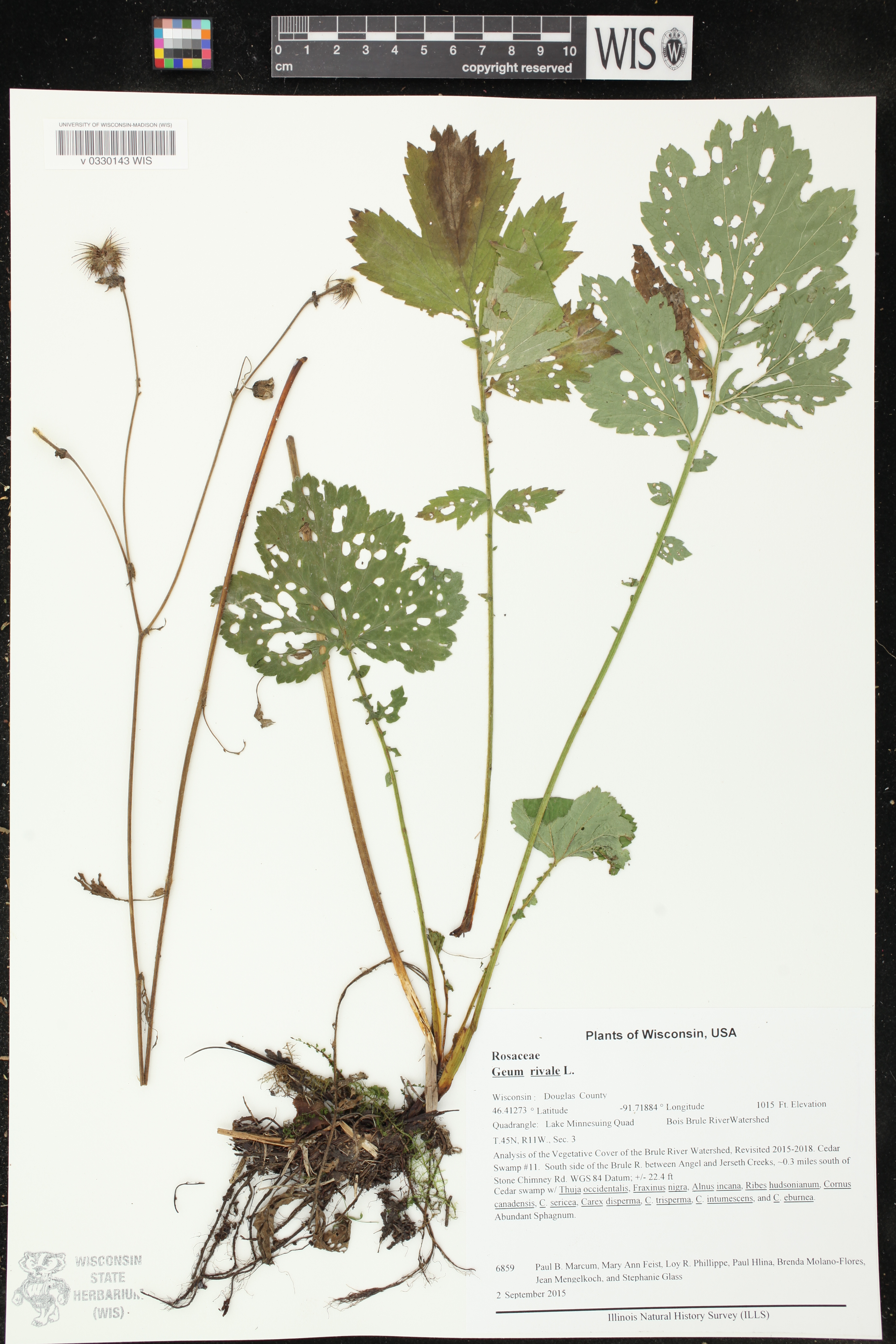 Geum rivale image