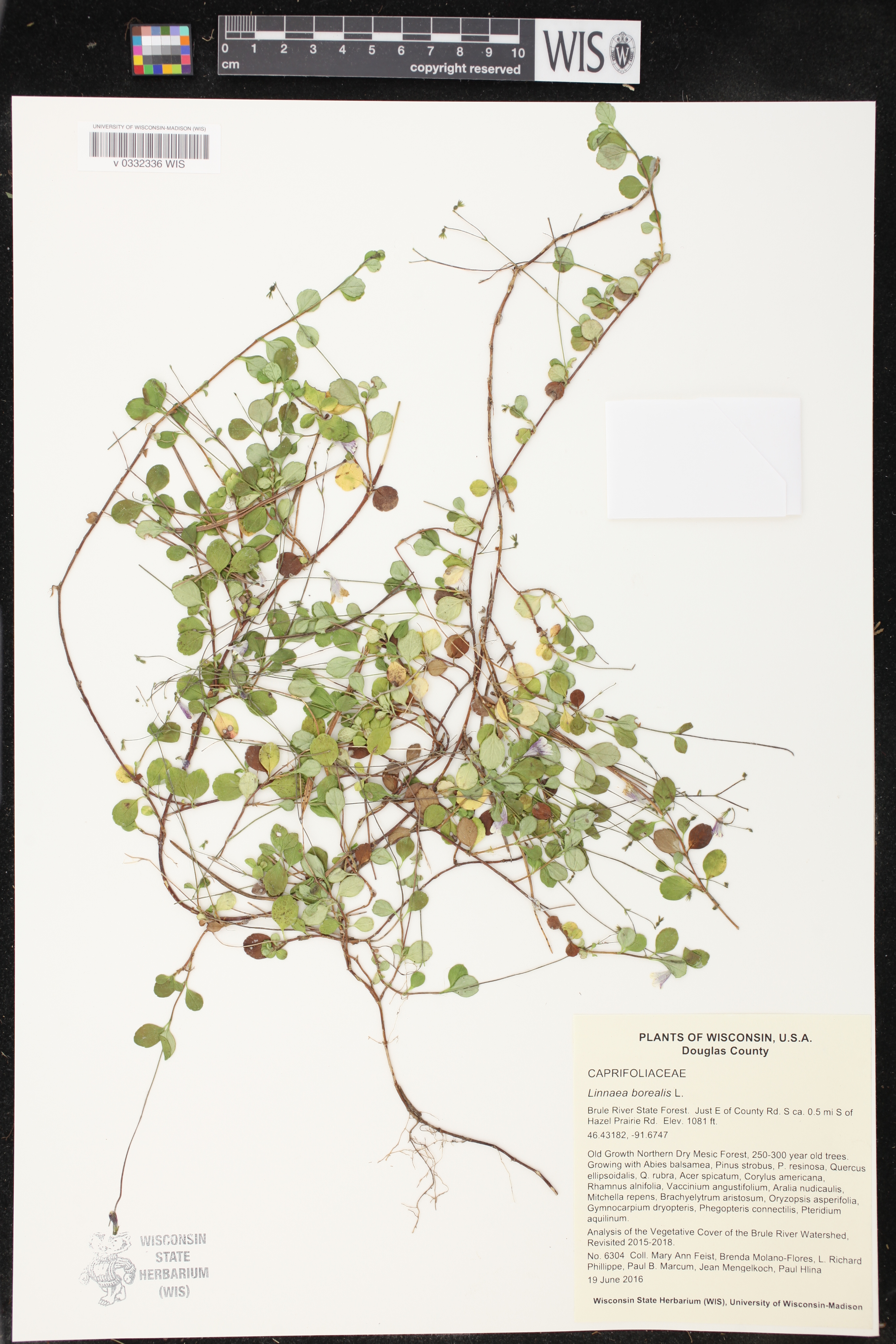 Linnaea borealis image