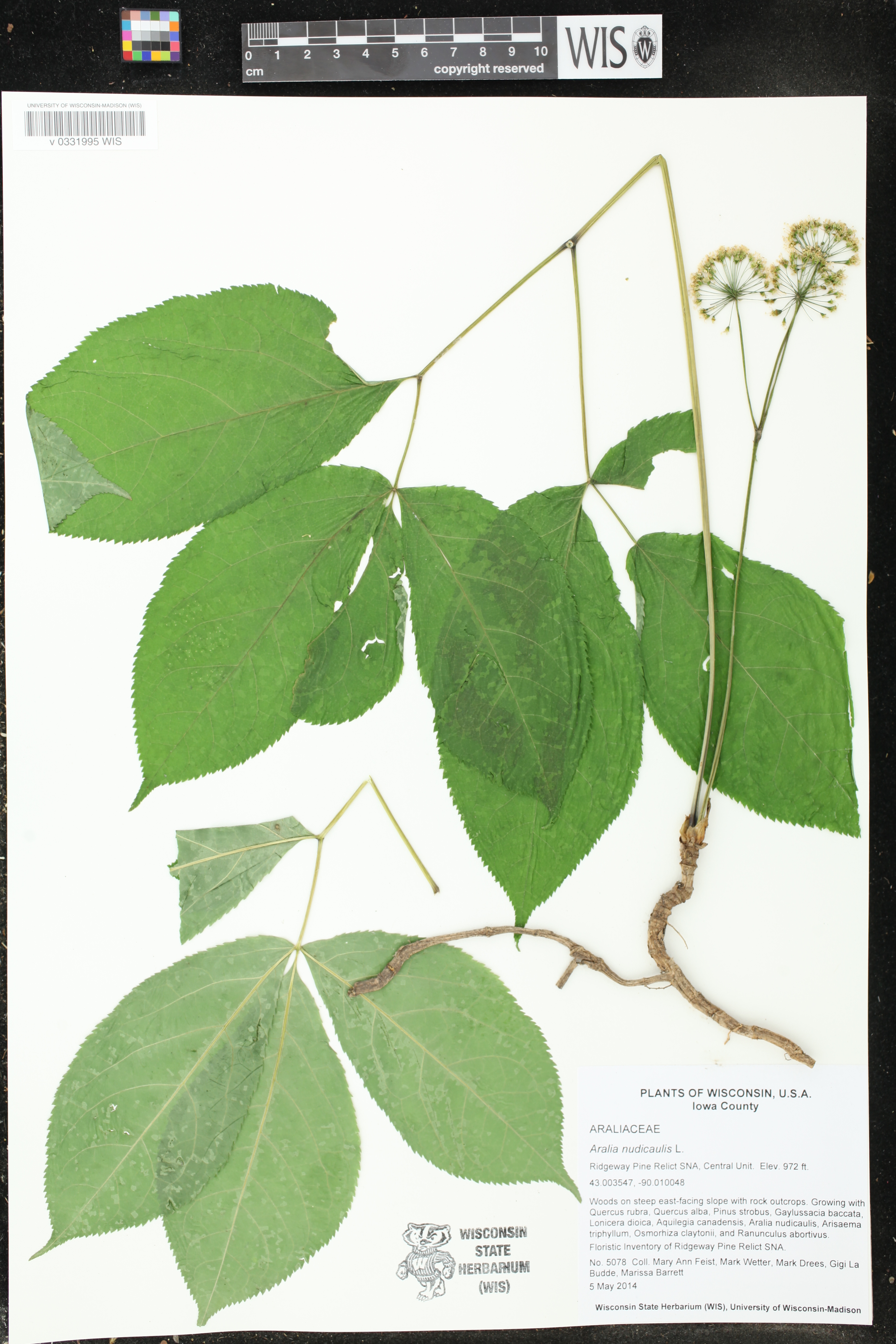 Aralia nudicaulis image