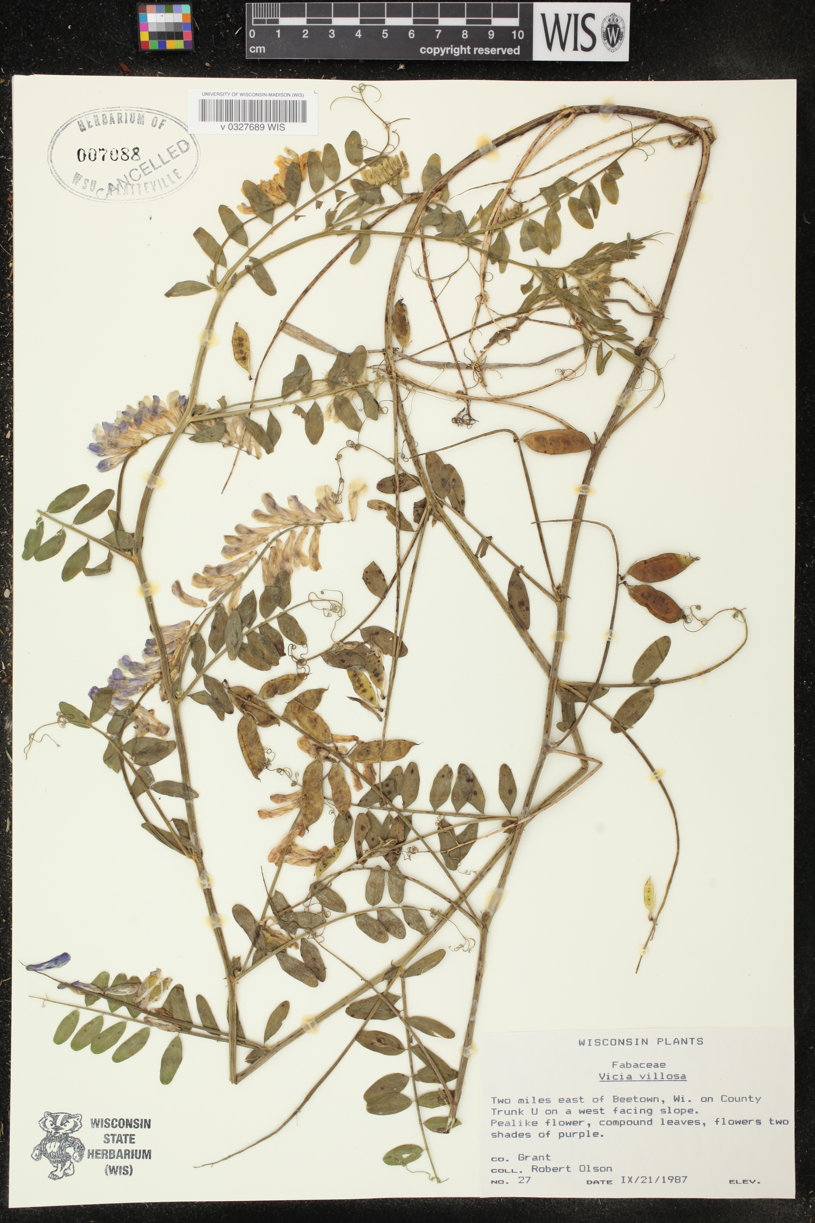 Vicia villosa image