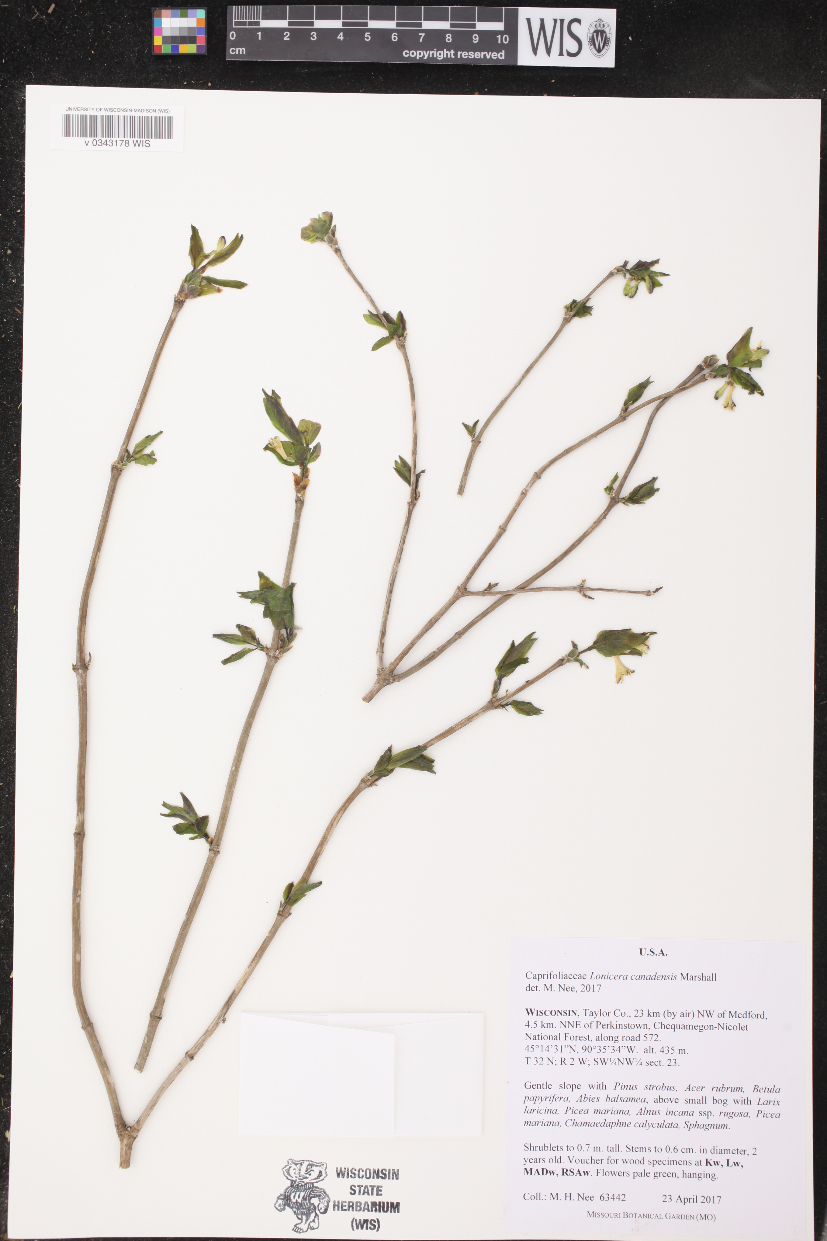Lonicera canadensis image
