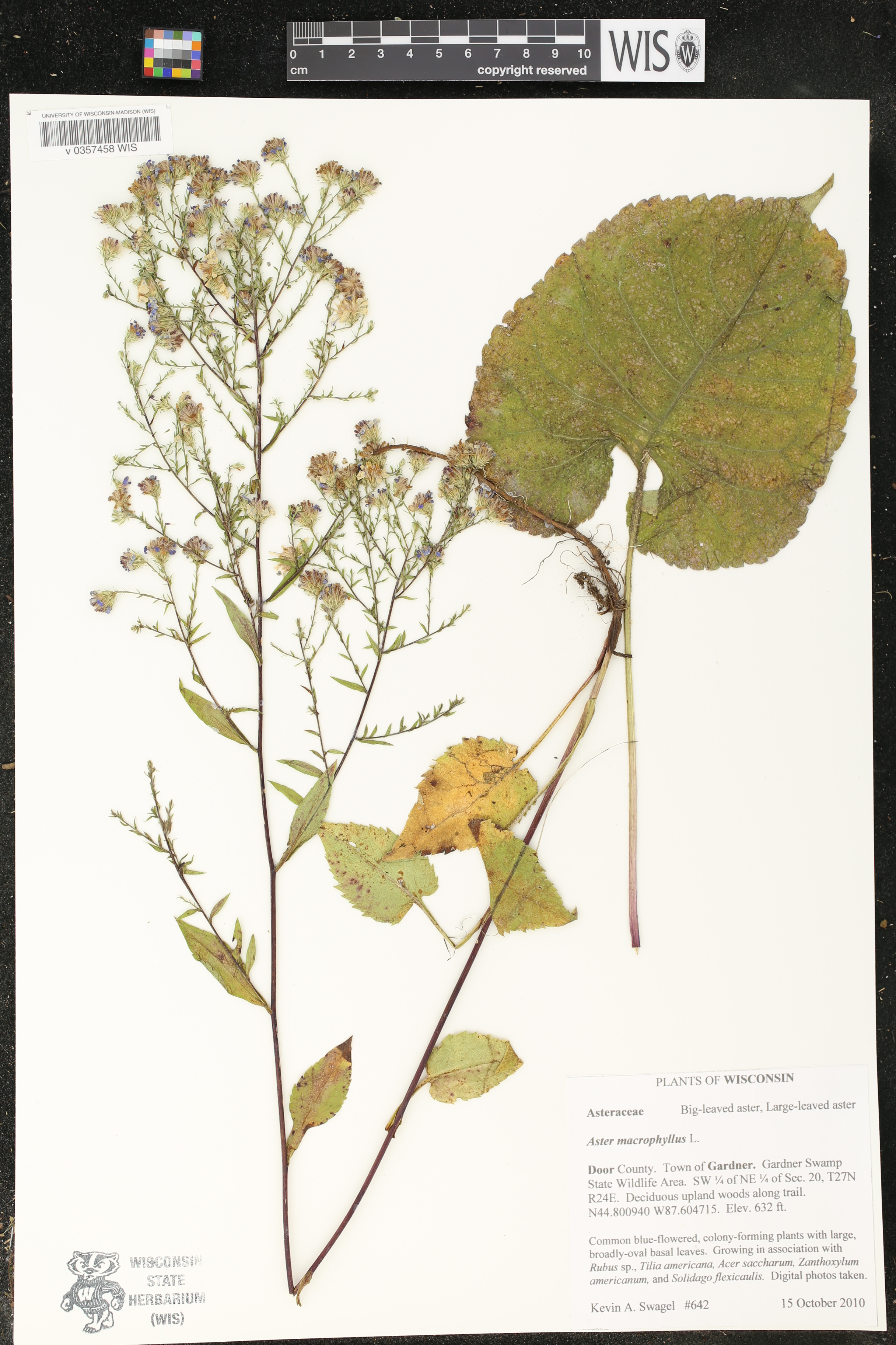 Image of Aster macrophyllus