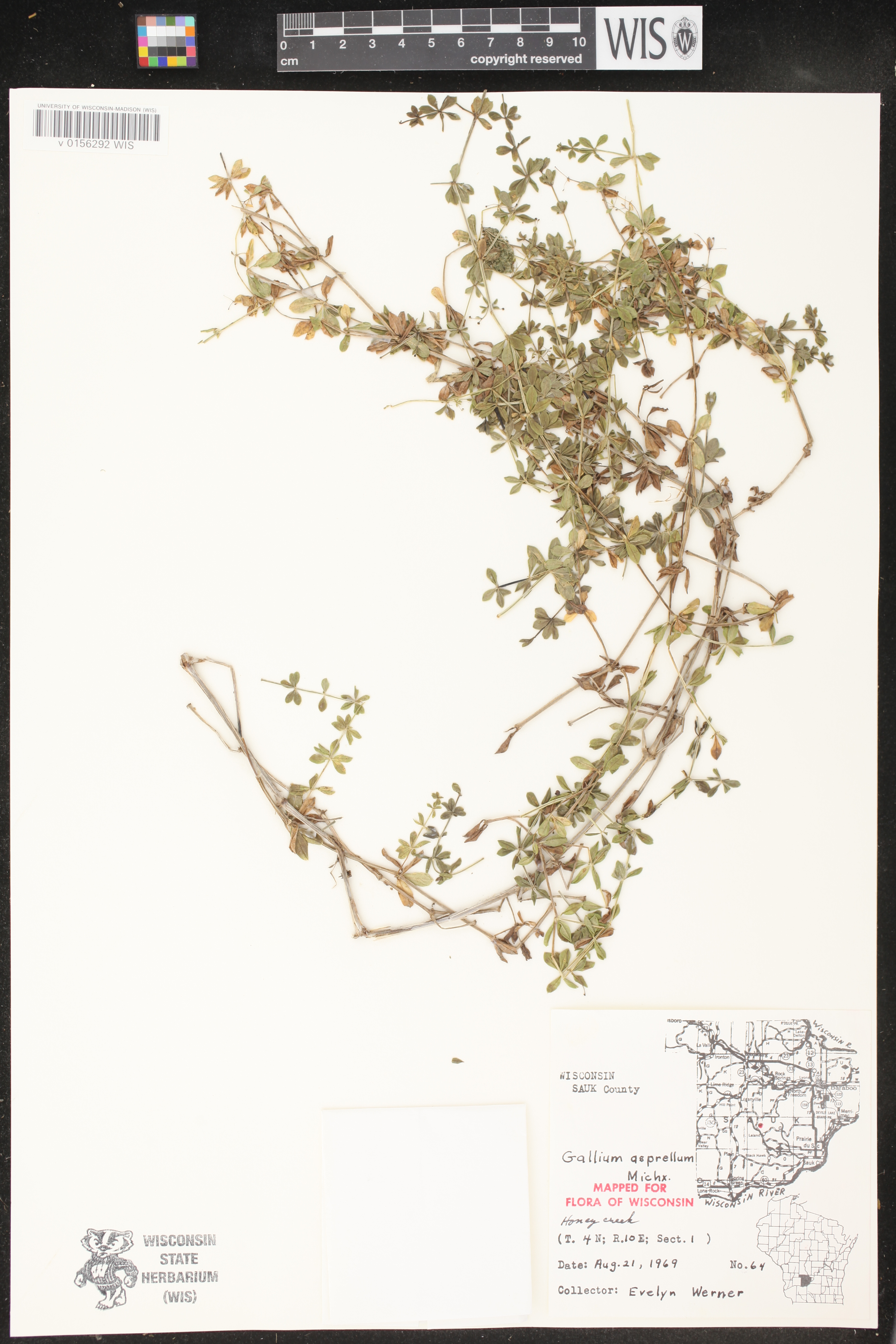 Galium asprellum image