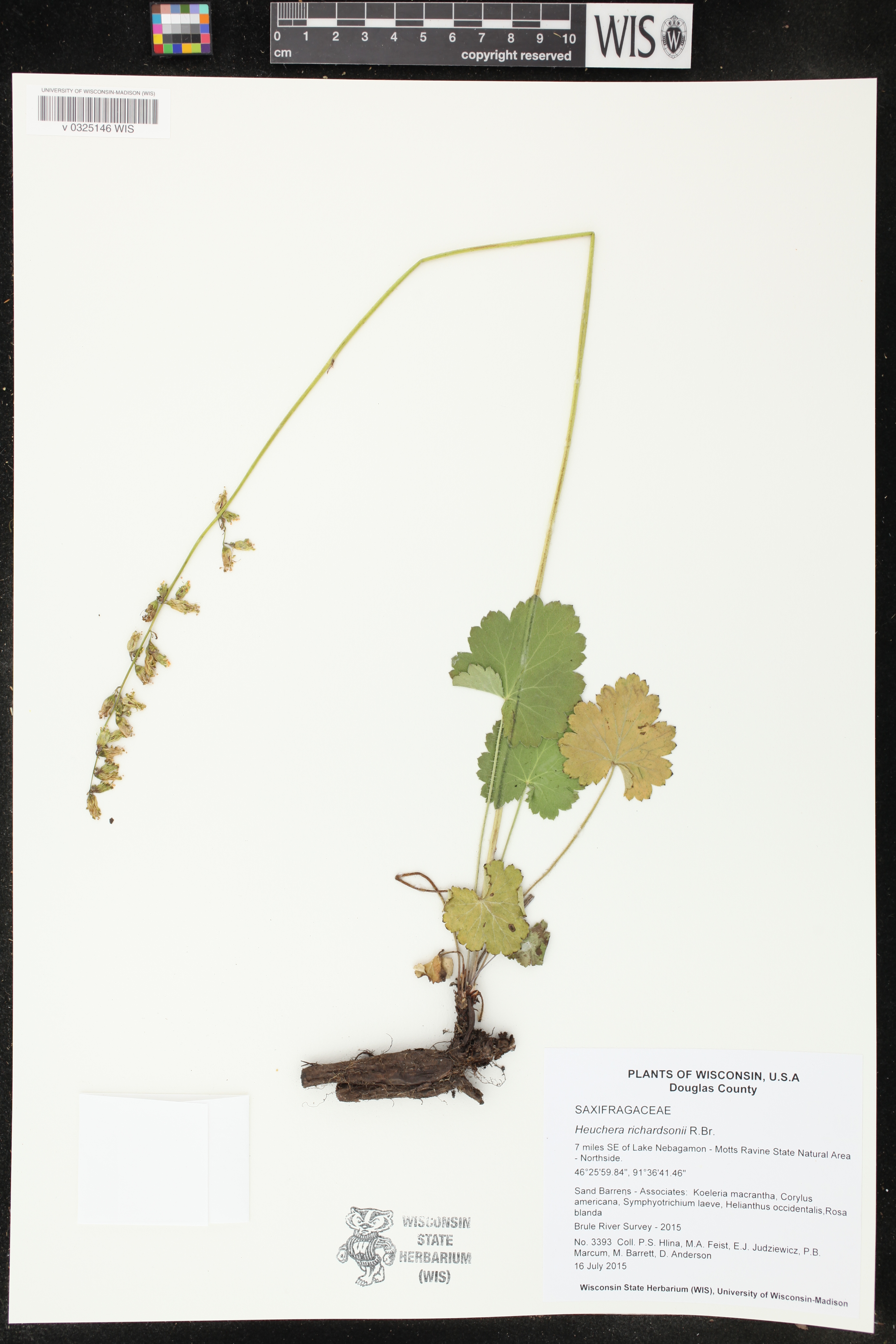 Heuchera richardsonii image