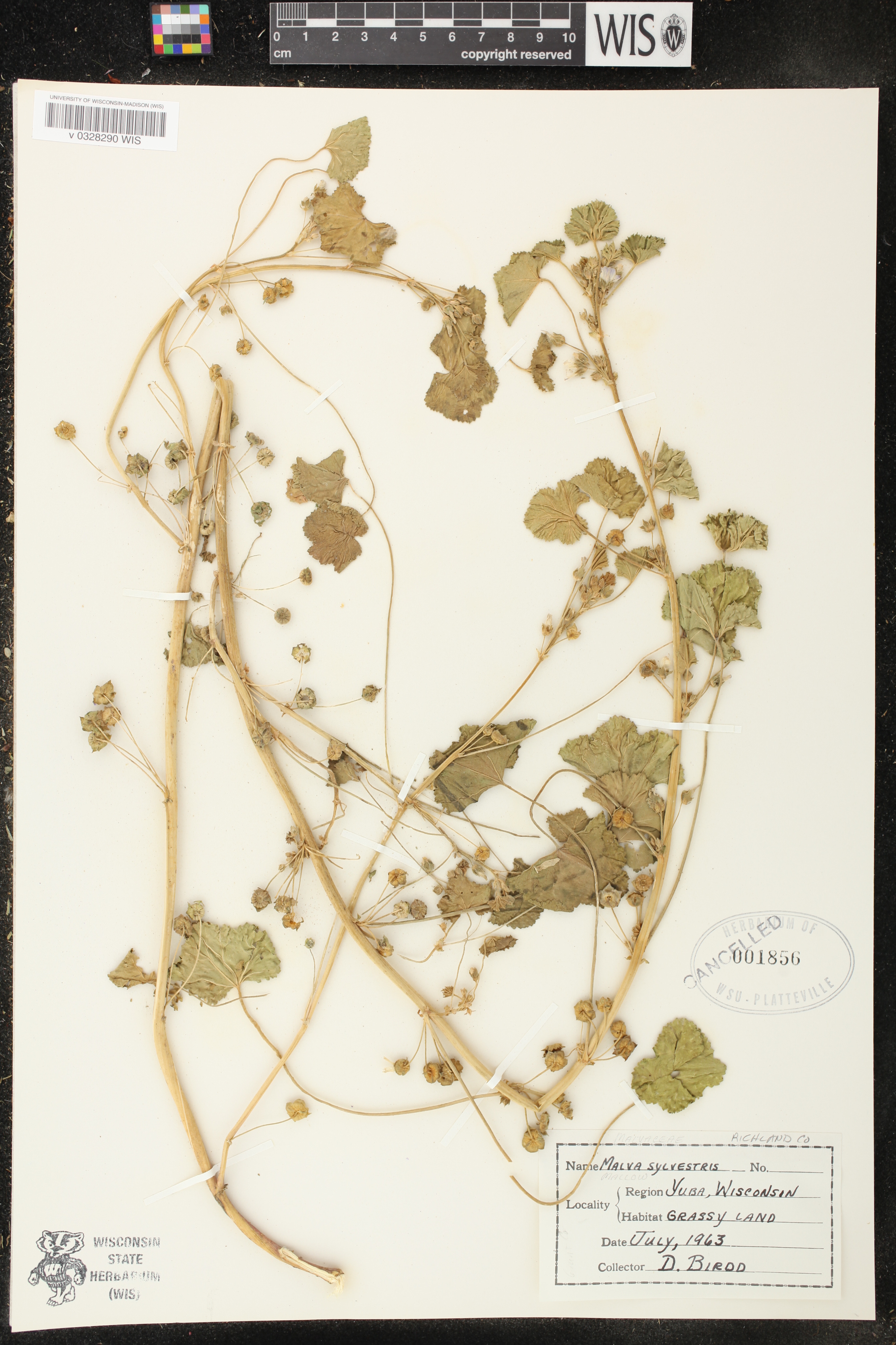Malva neglecta image