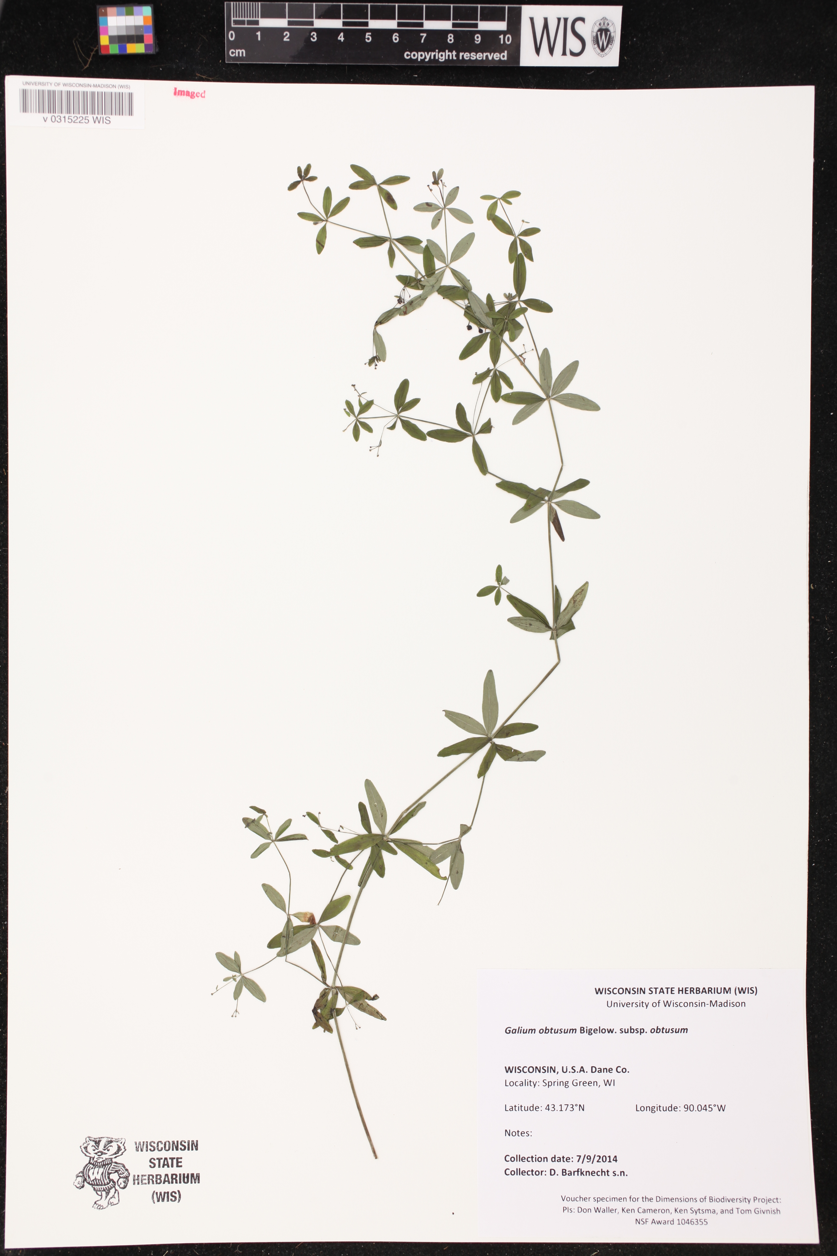 Galium obtusum subsp. obtusum image