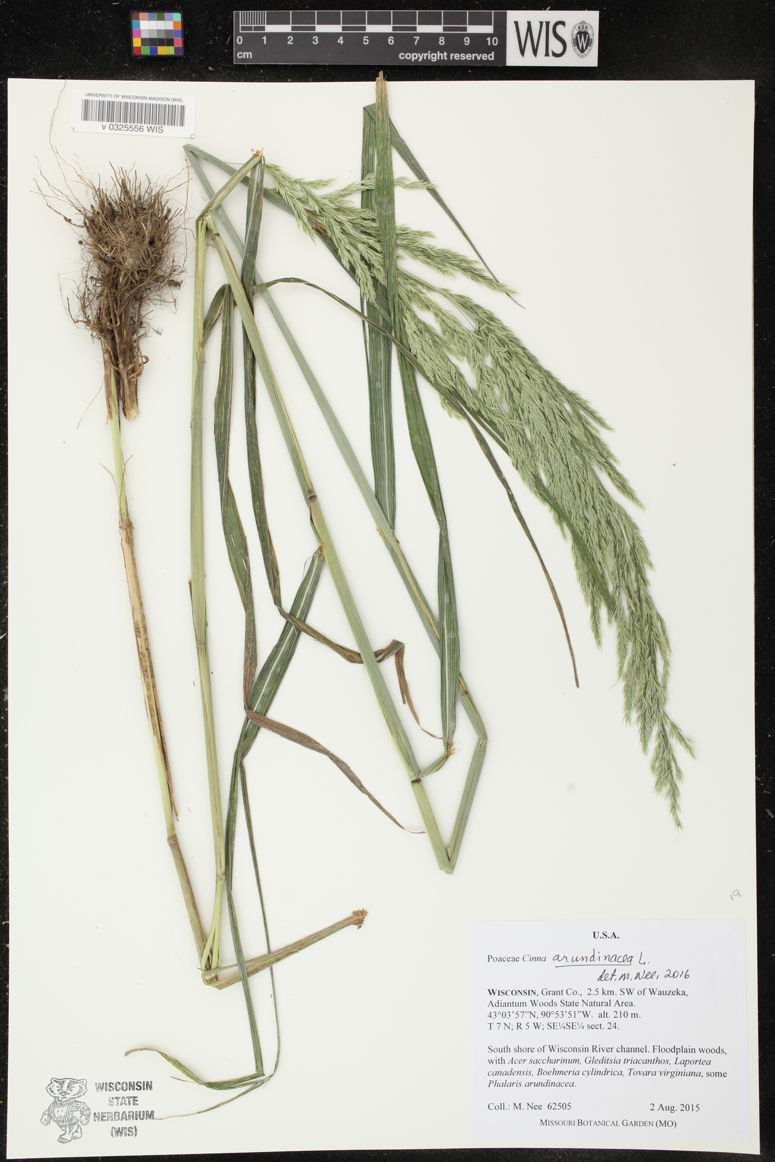 Cinna arundinacea image