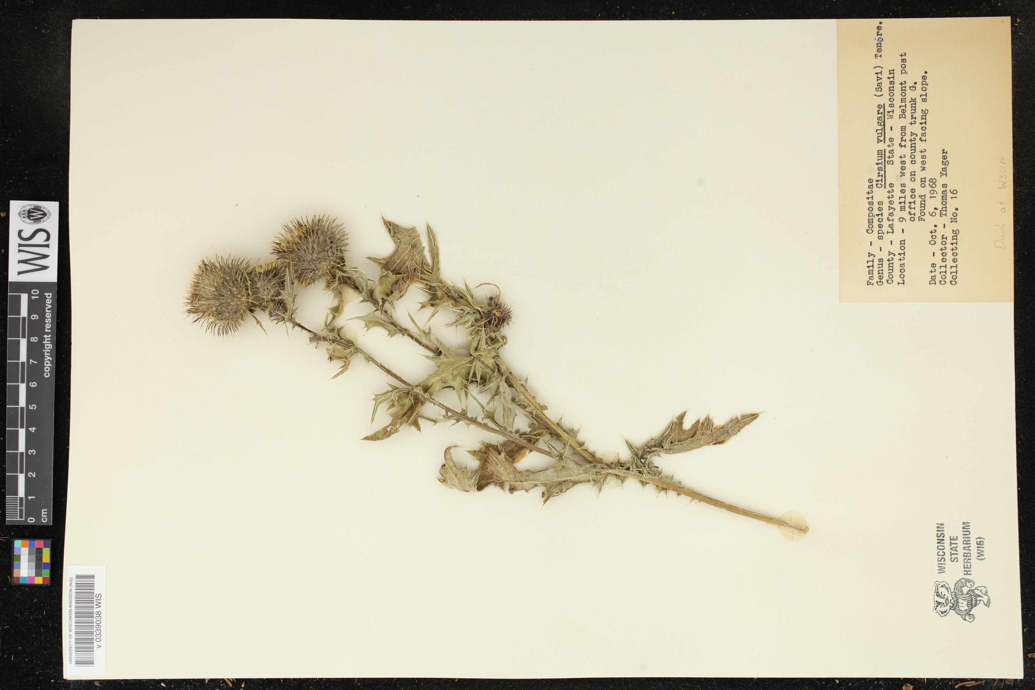 Cirsium vulgare image