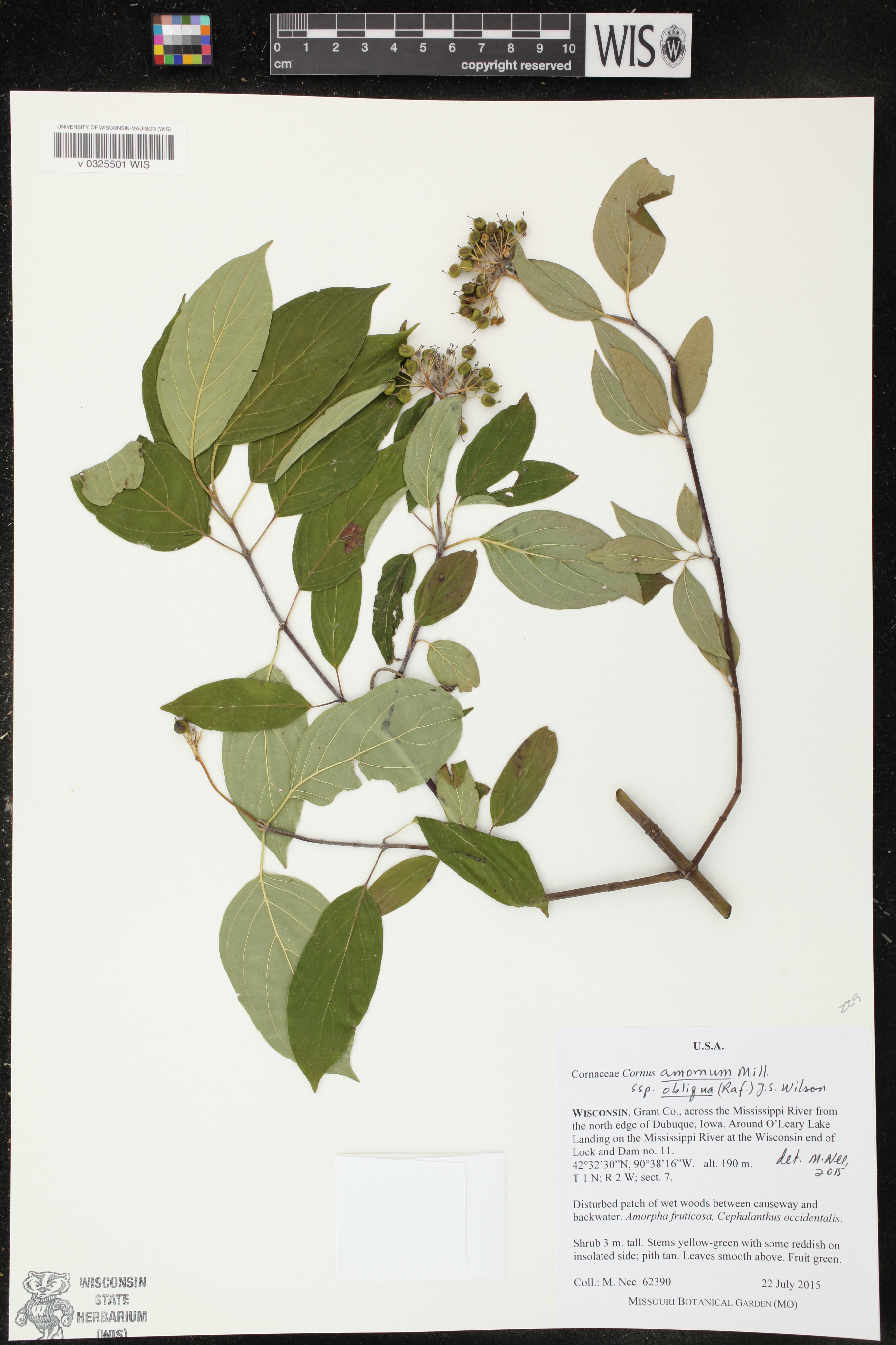 Cornus amomum subsp. obliqua image