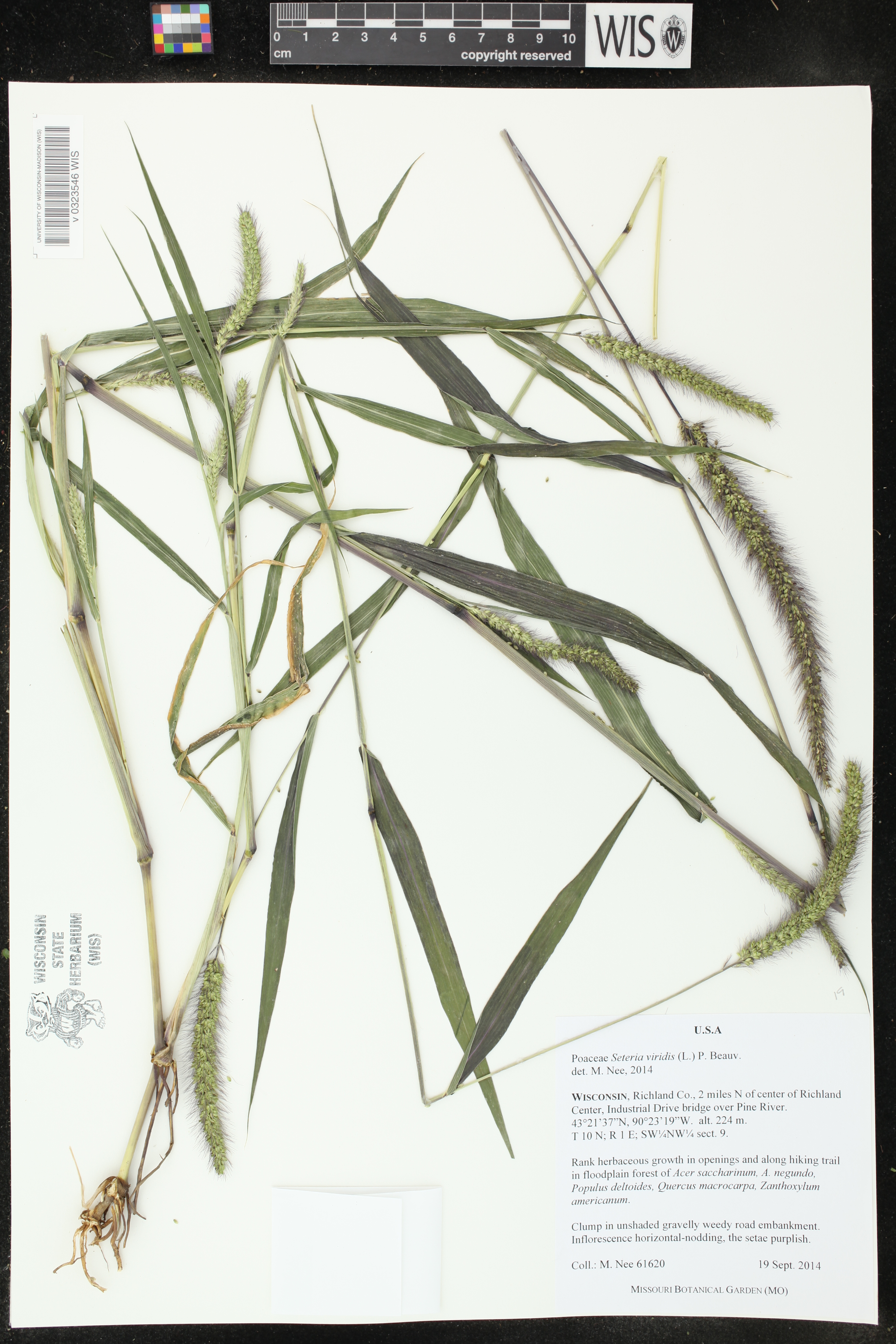 Setaria viridis image