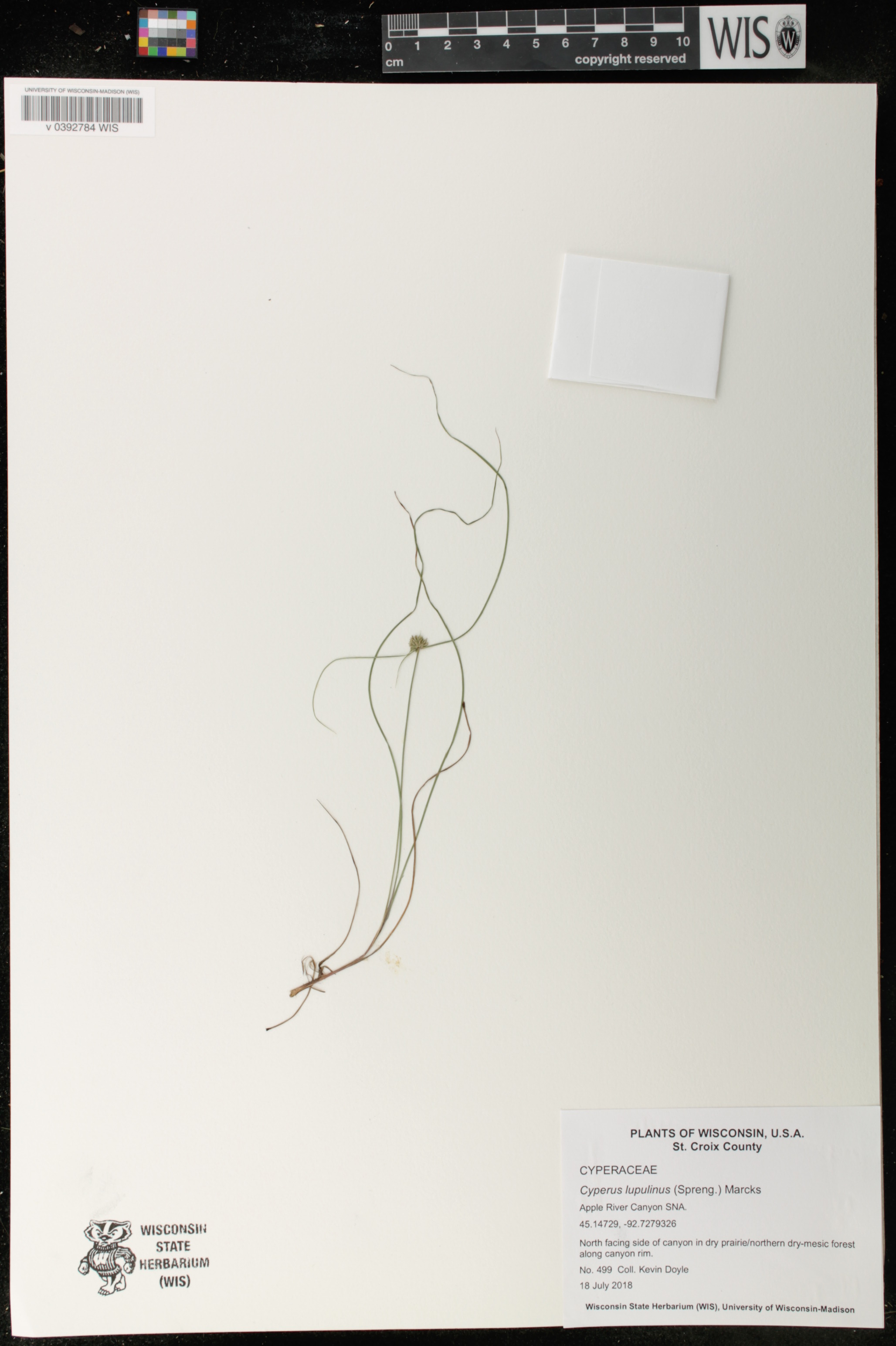 Cyperus lupulinus image
