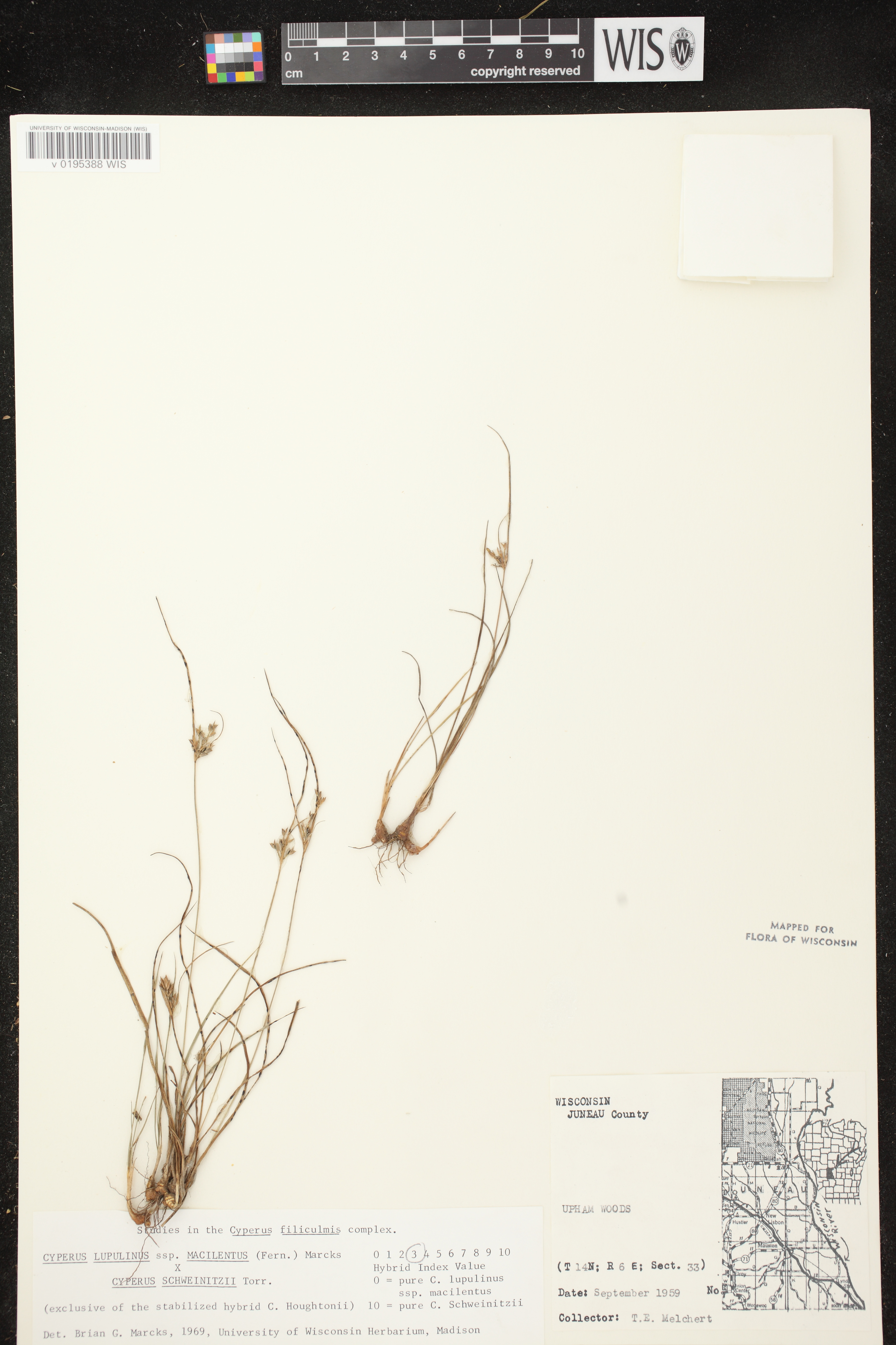 Cyperus lupulinus image