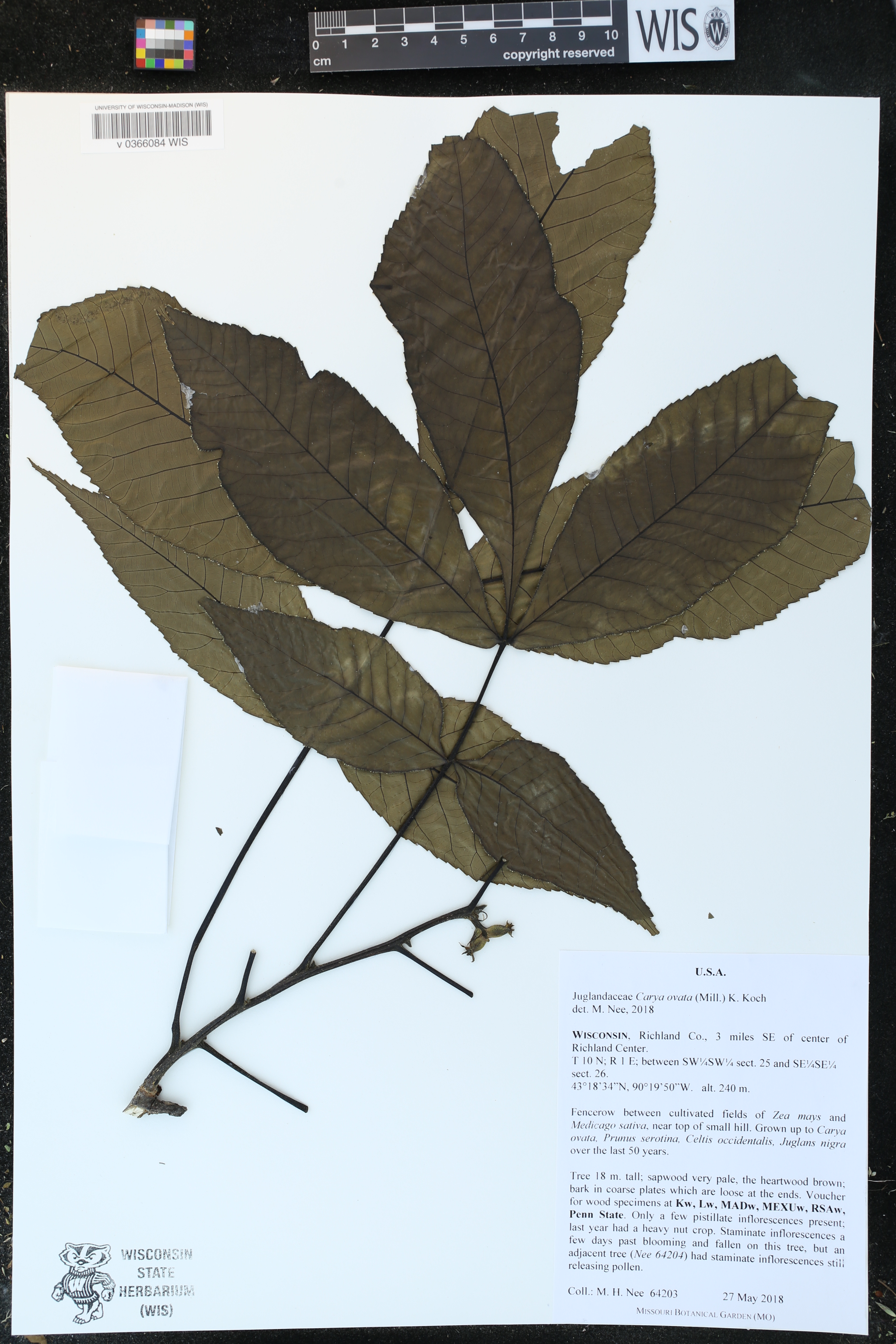 Carya ovata image