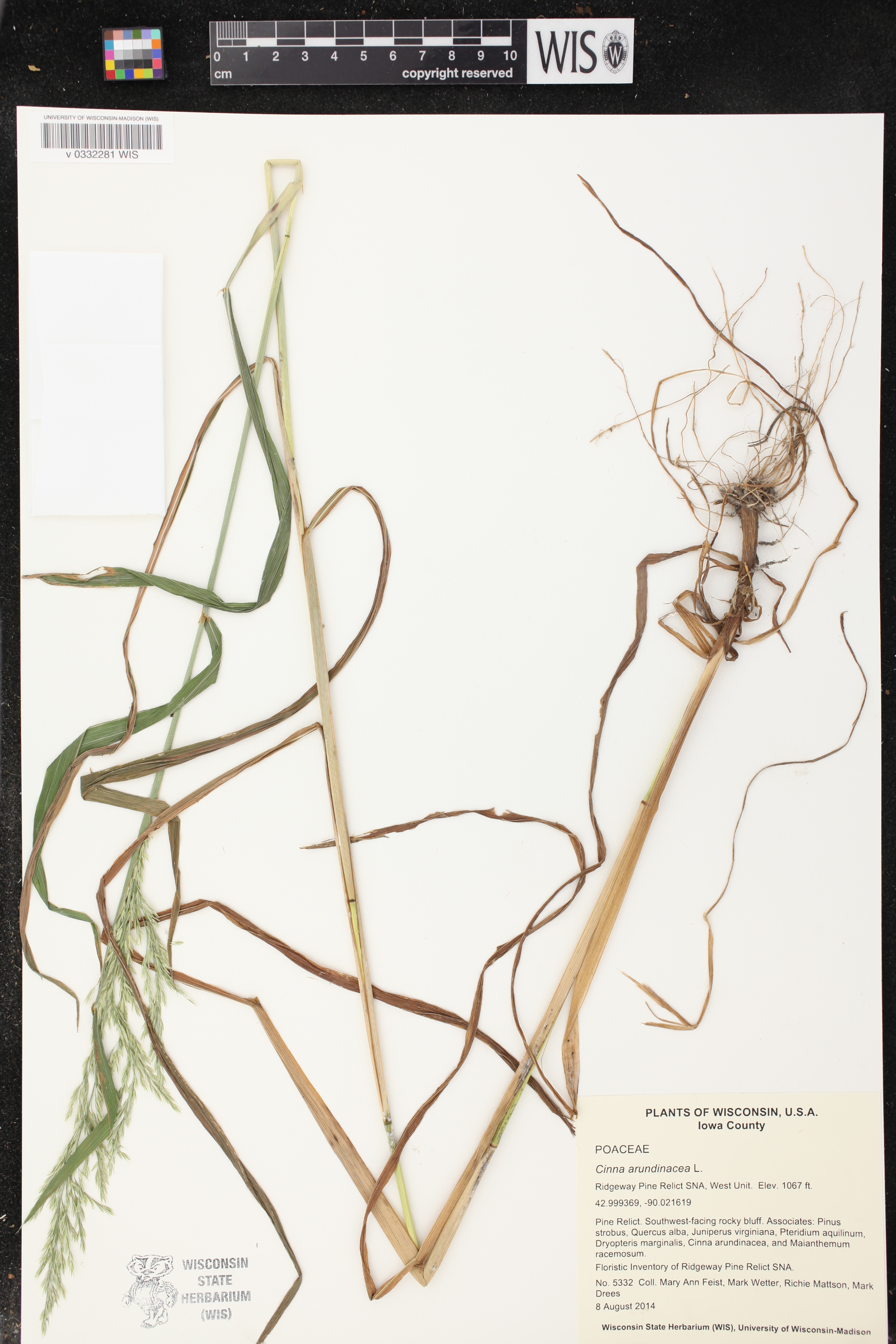 Cinna arundinacea image
