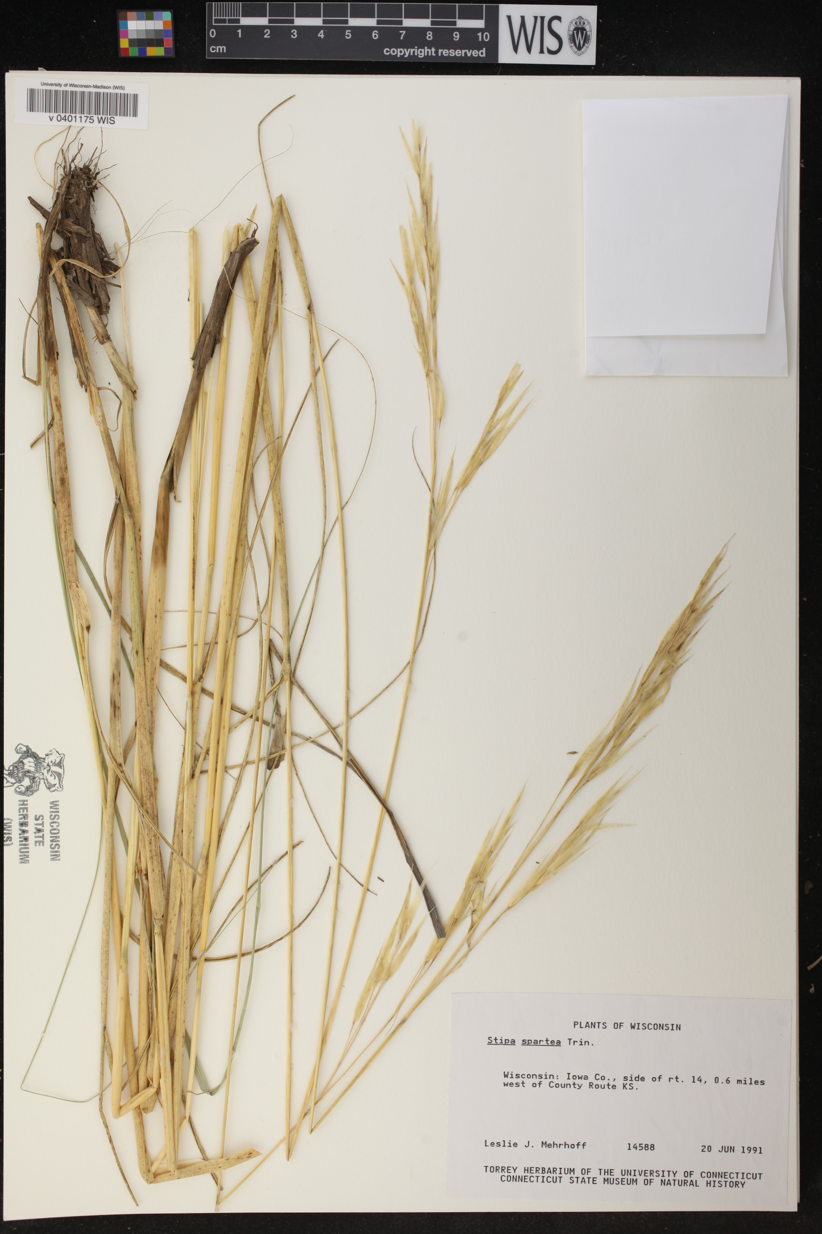 Hesperostipa spartea image