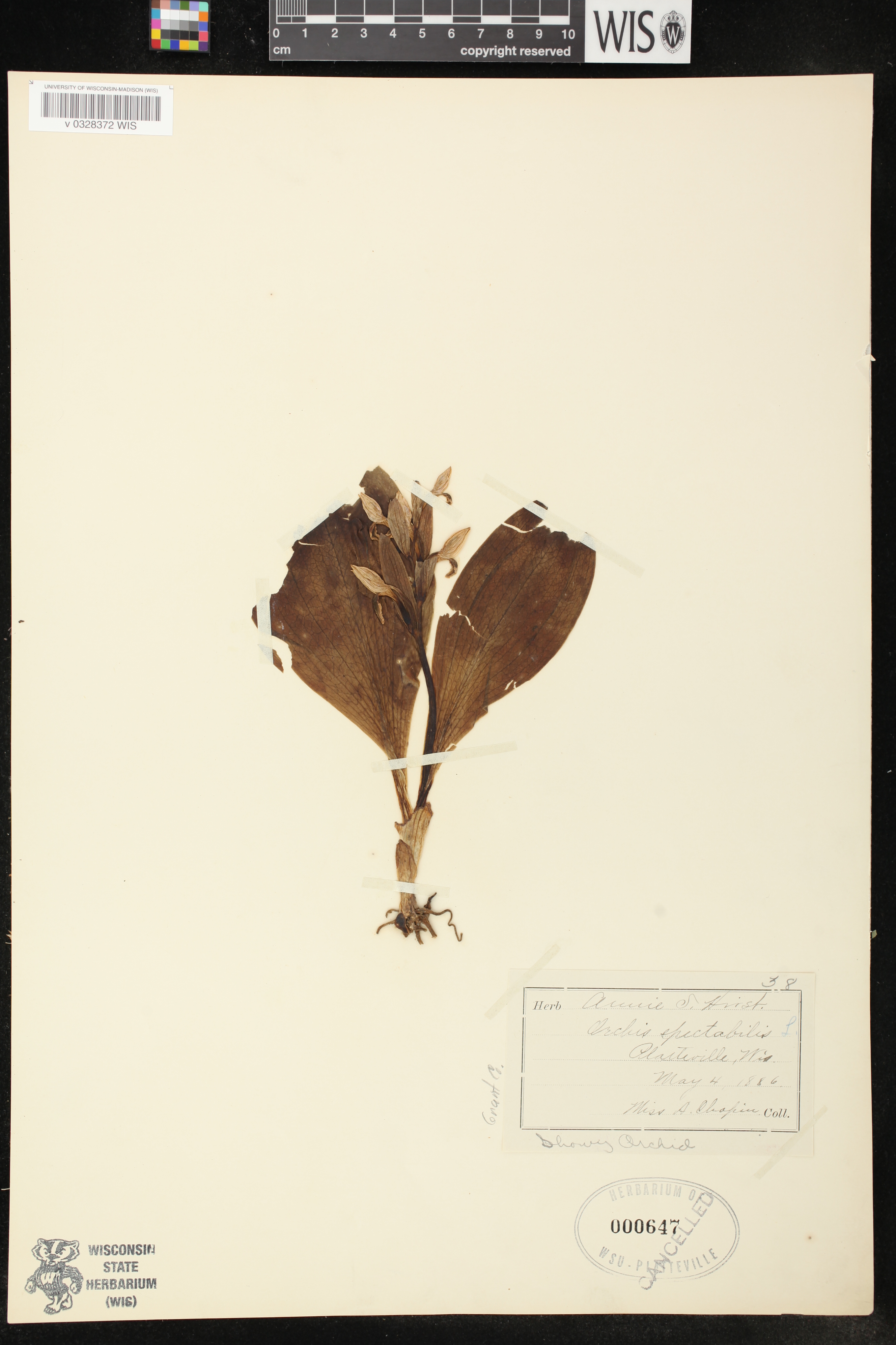 Galearis spectabilis image