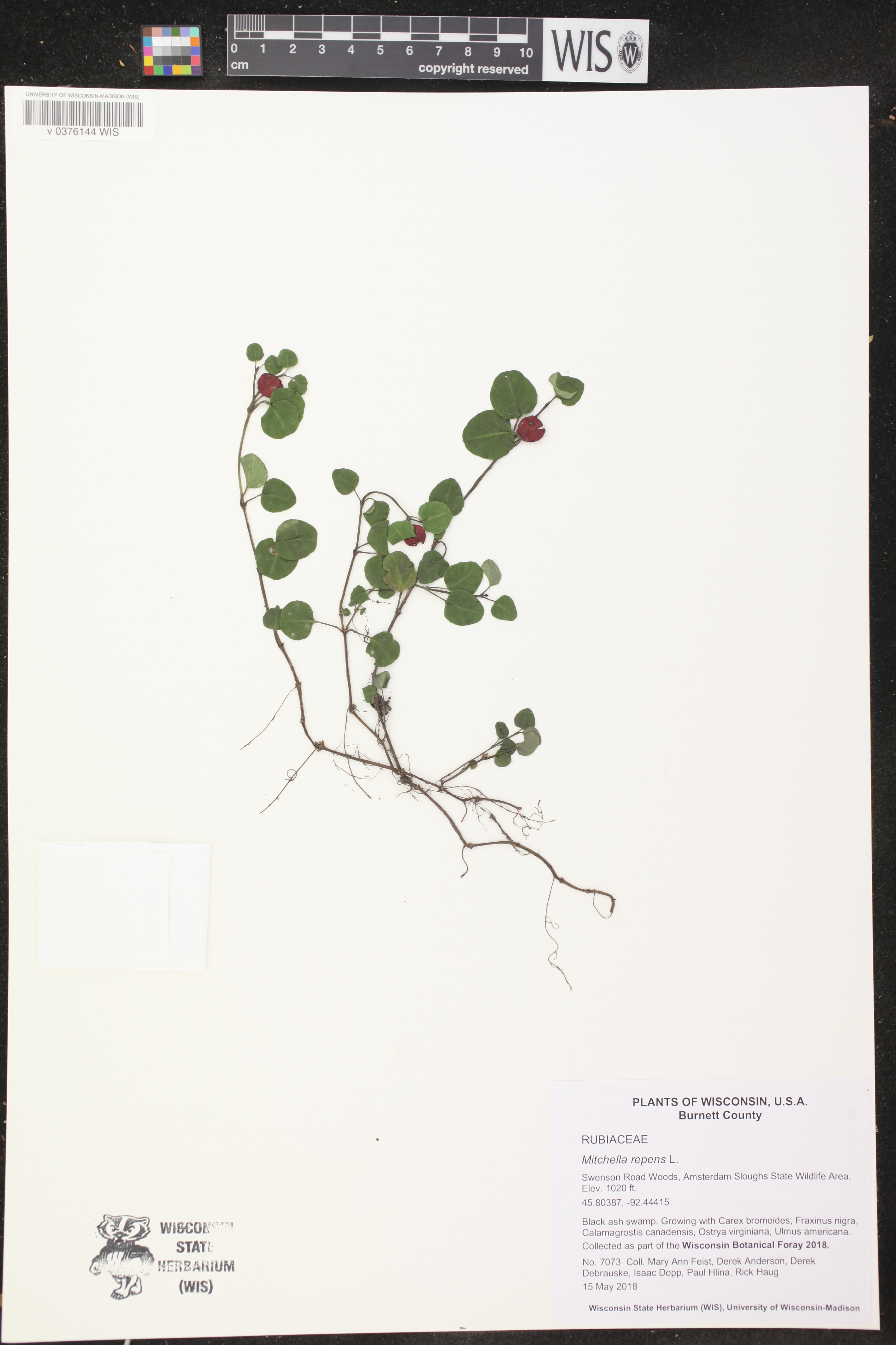 Mitchella repens image