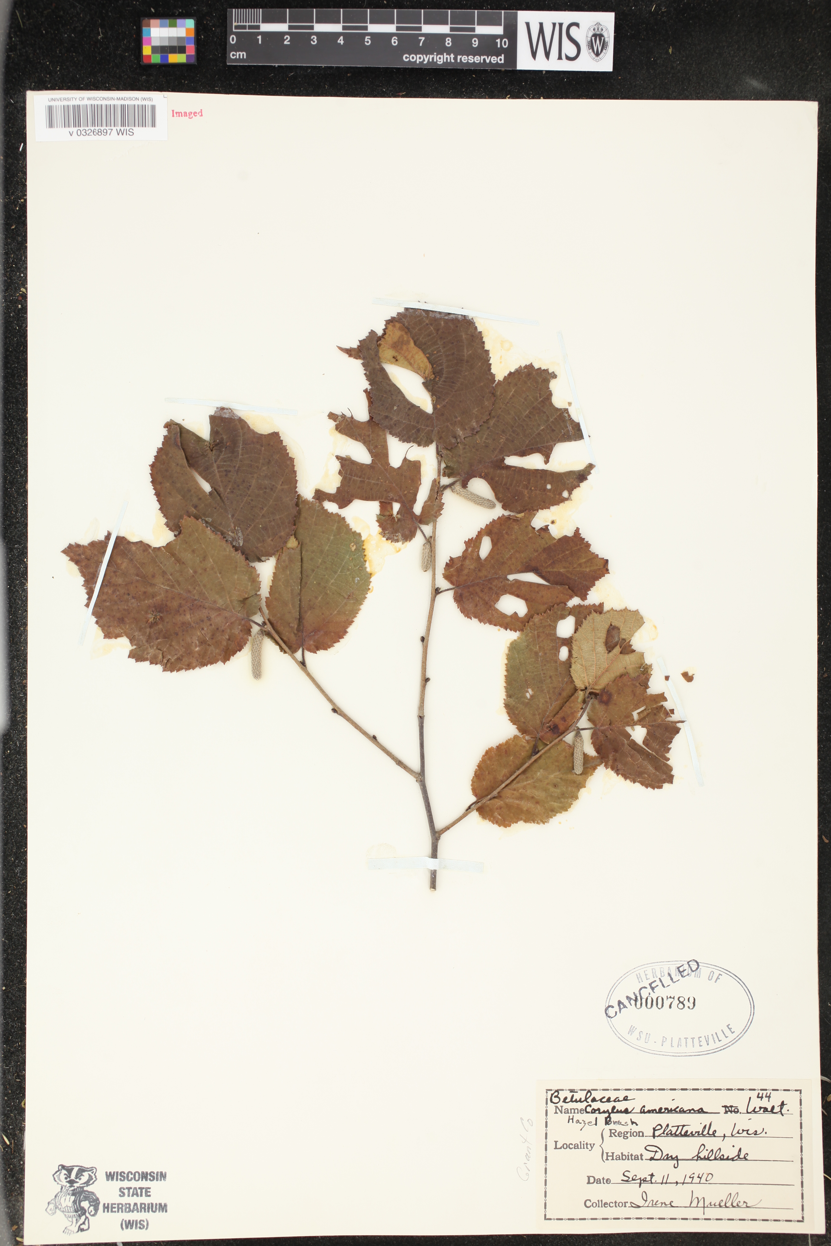 Corylus americana image