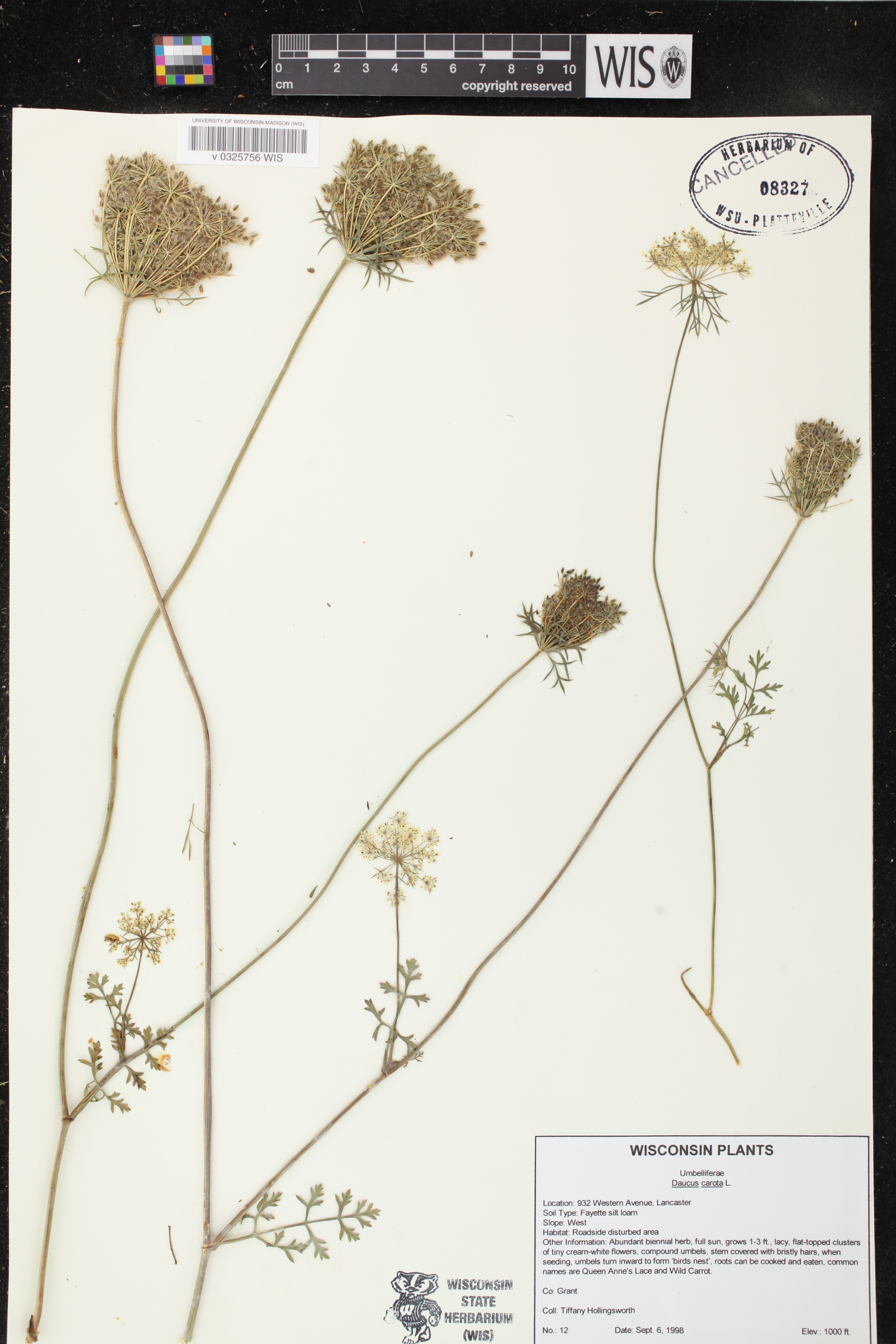 Daucus carota image
