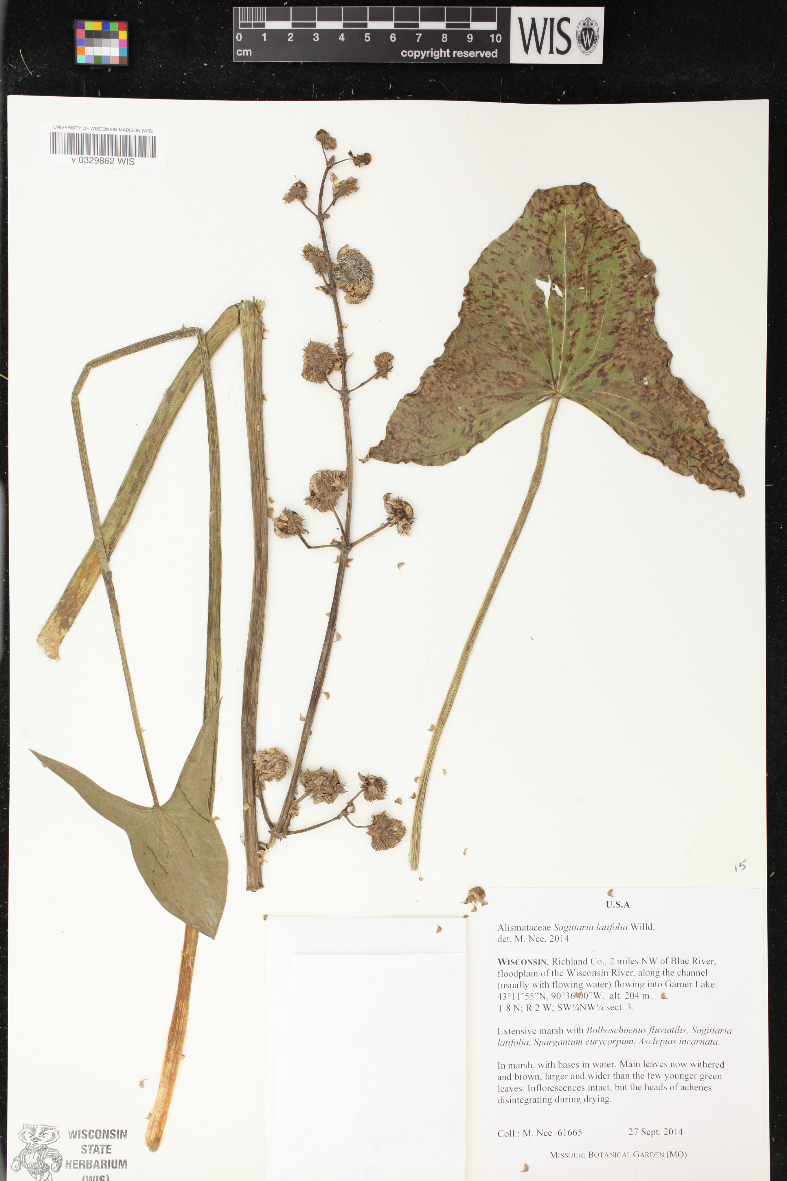 Sagittaria latifolia image
