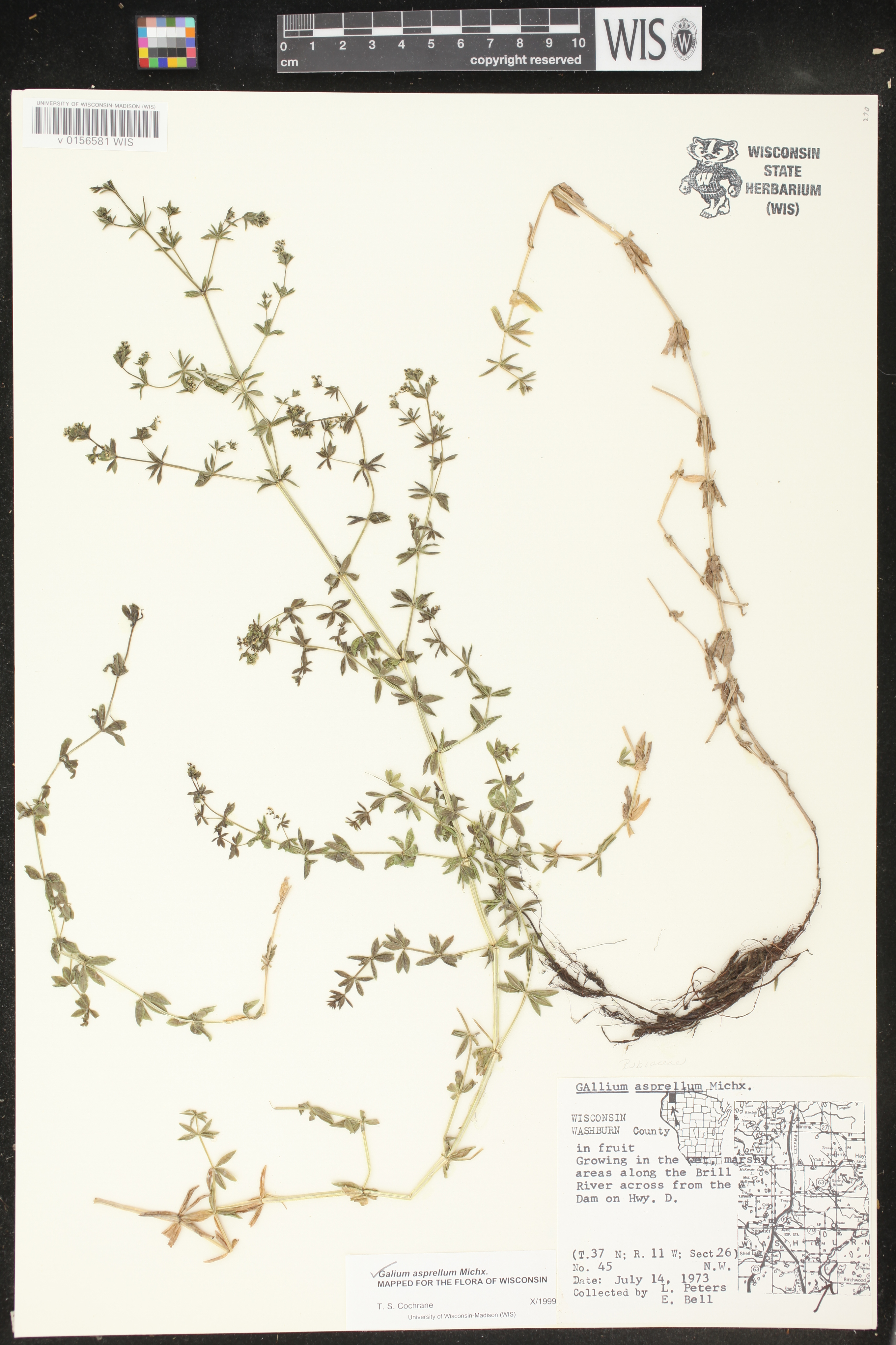 Galium asprellum image