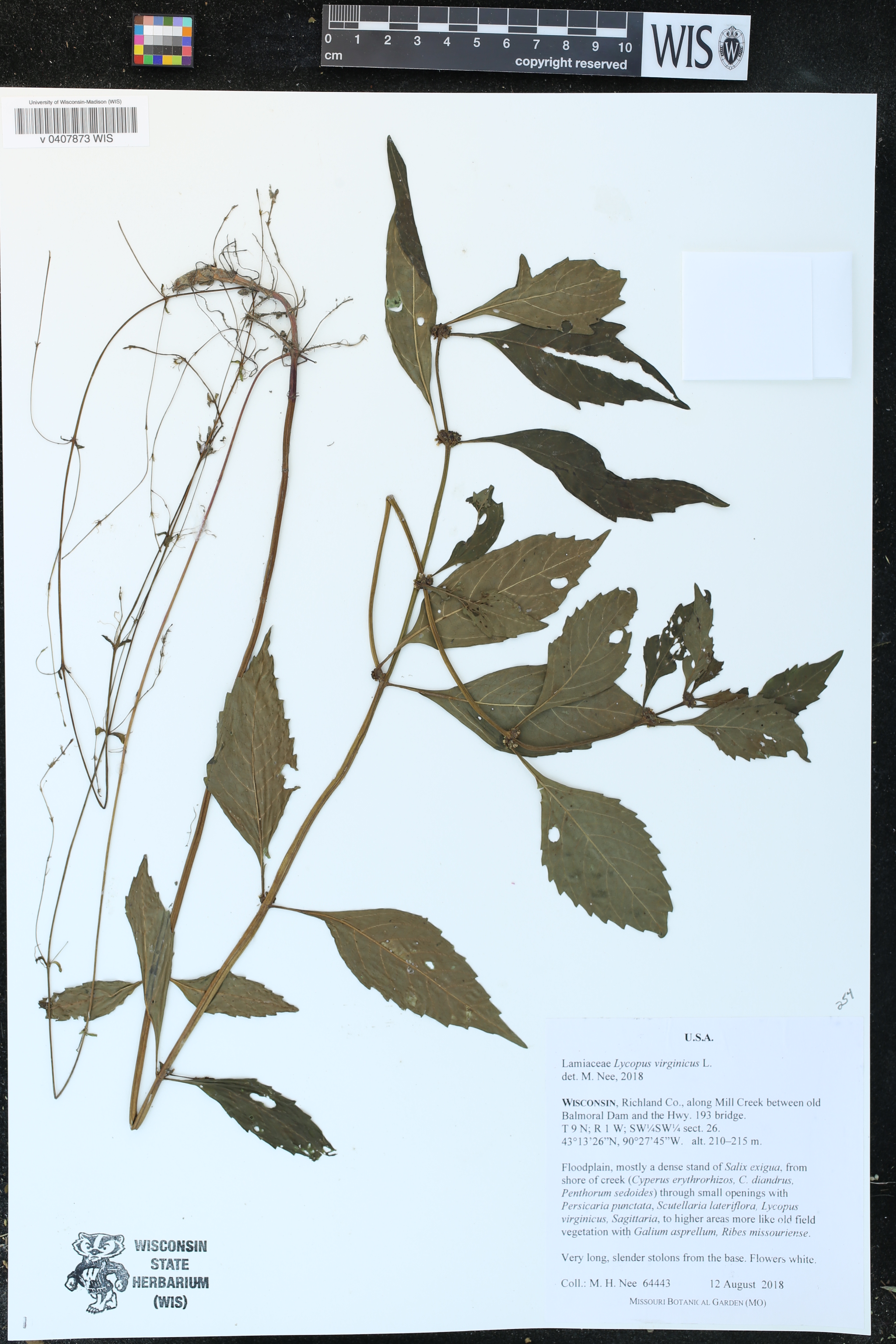 Lycopus virginicus image