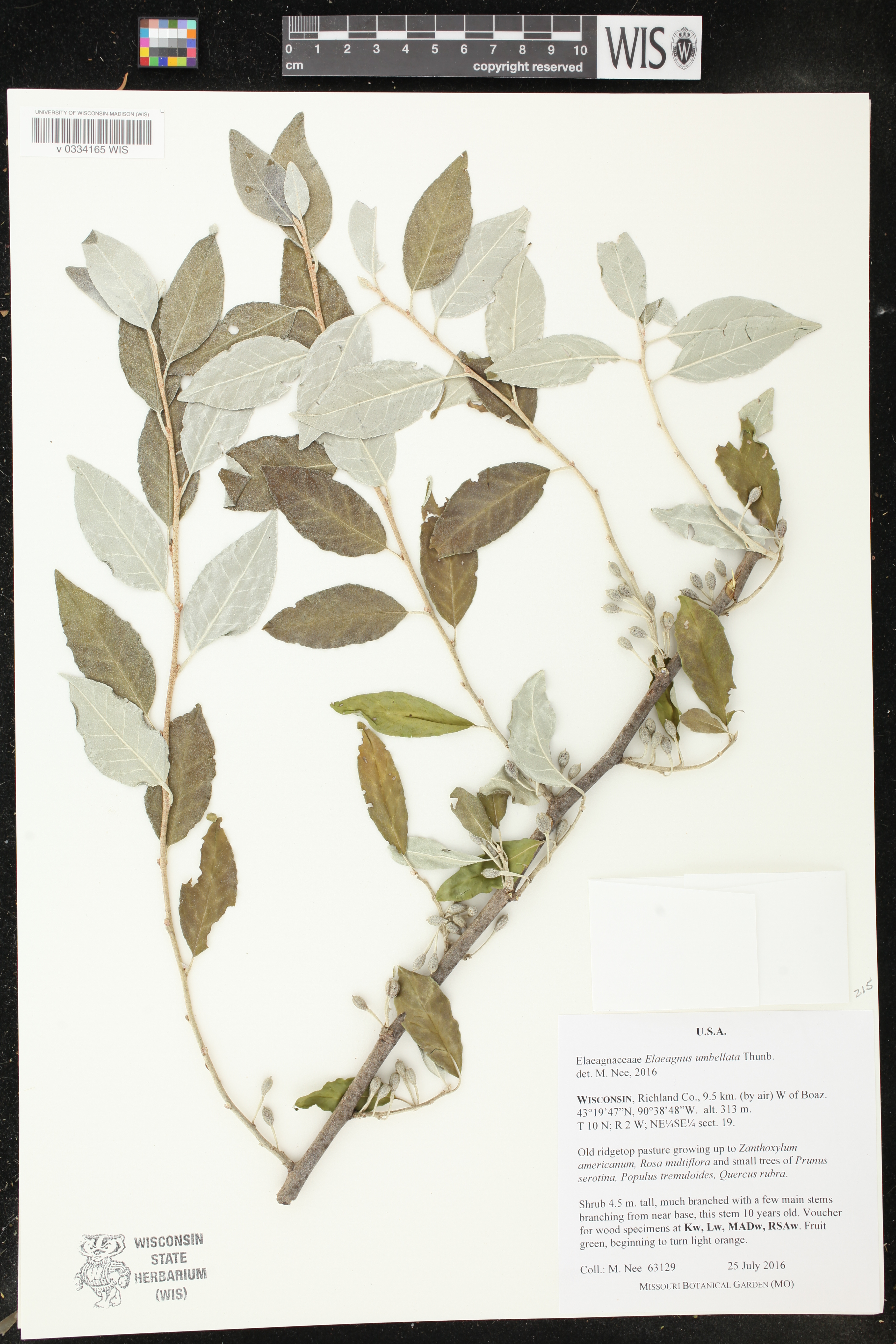 Elaeagnus umbellata image