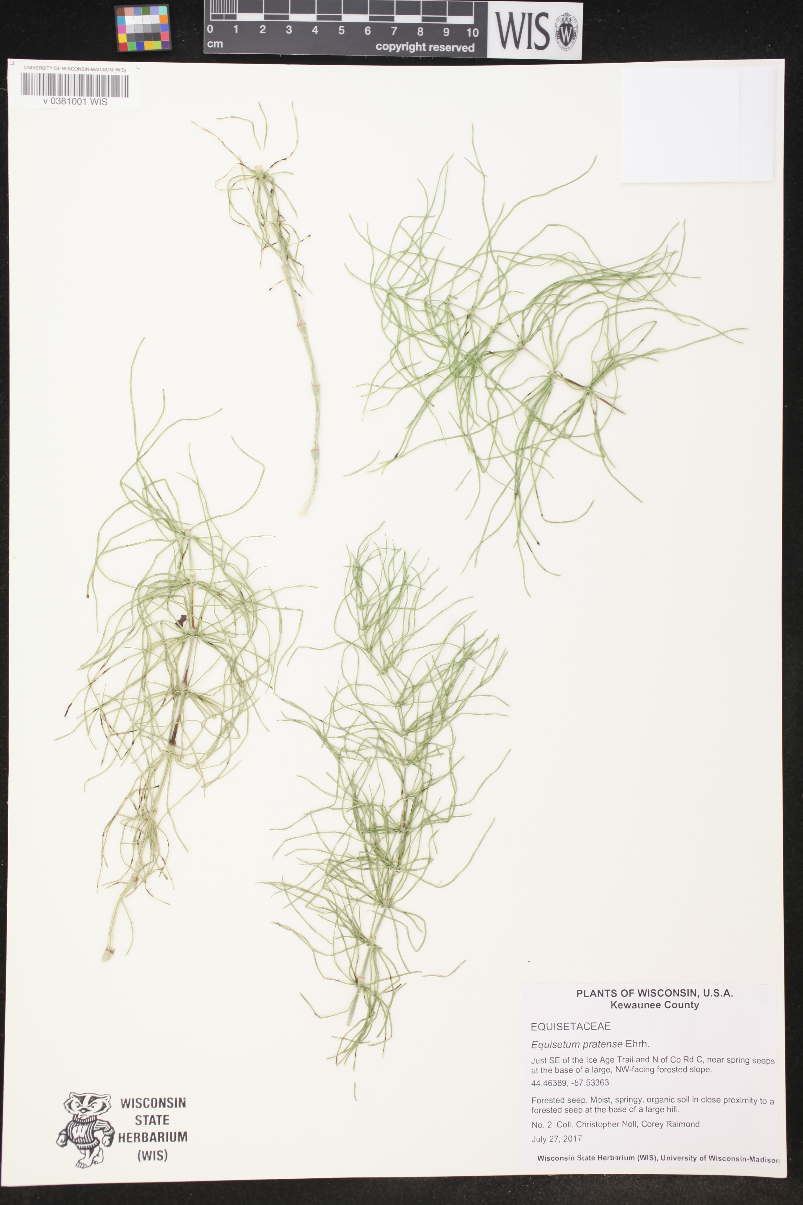 Equisetum pratense image