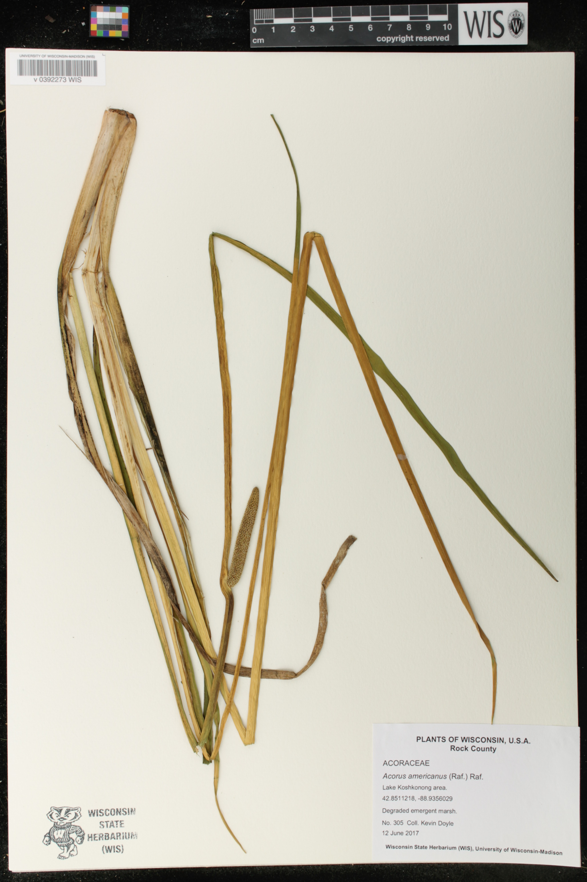Acorus americanus image