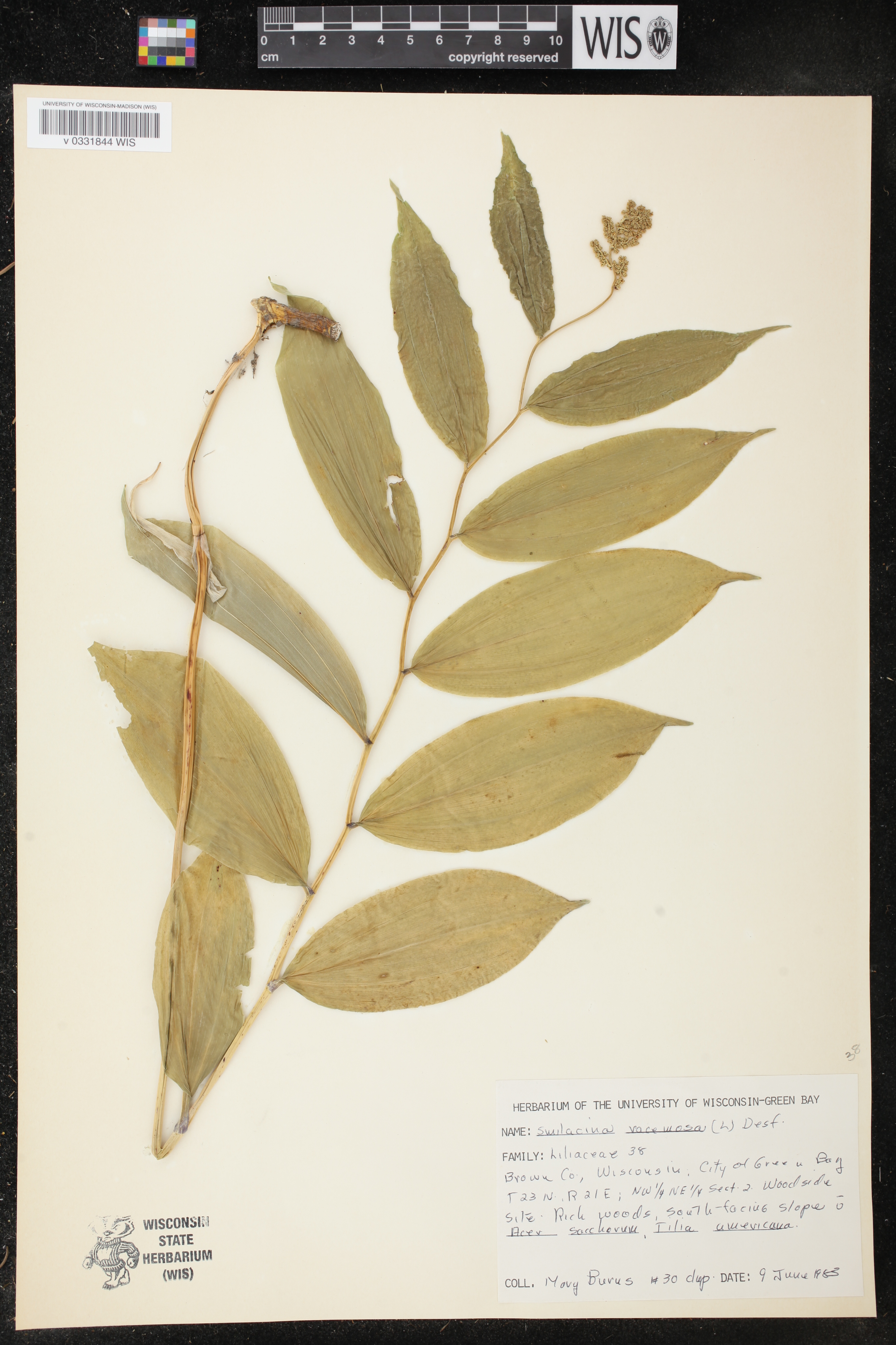 Maianthemum racemosum image
