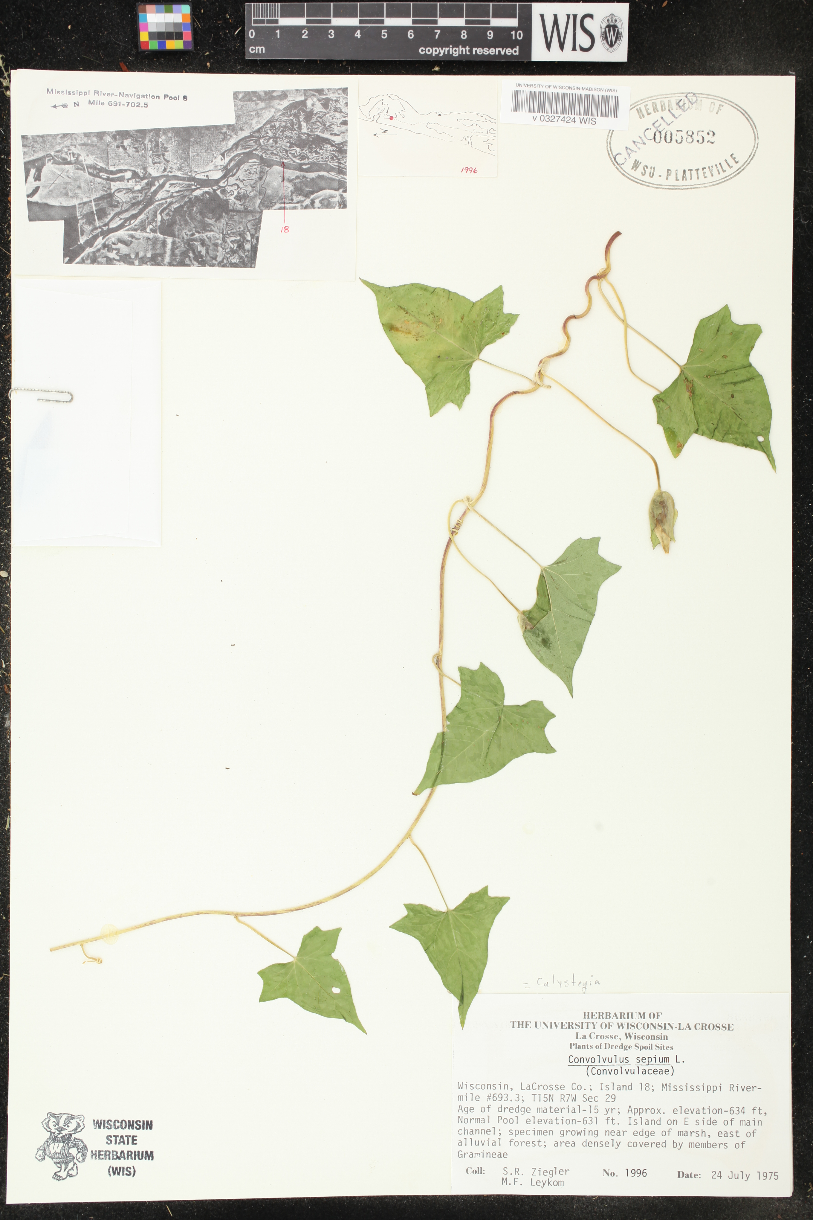 Calystegia sepium image