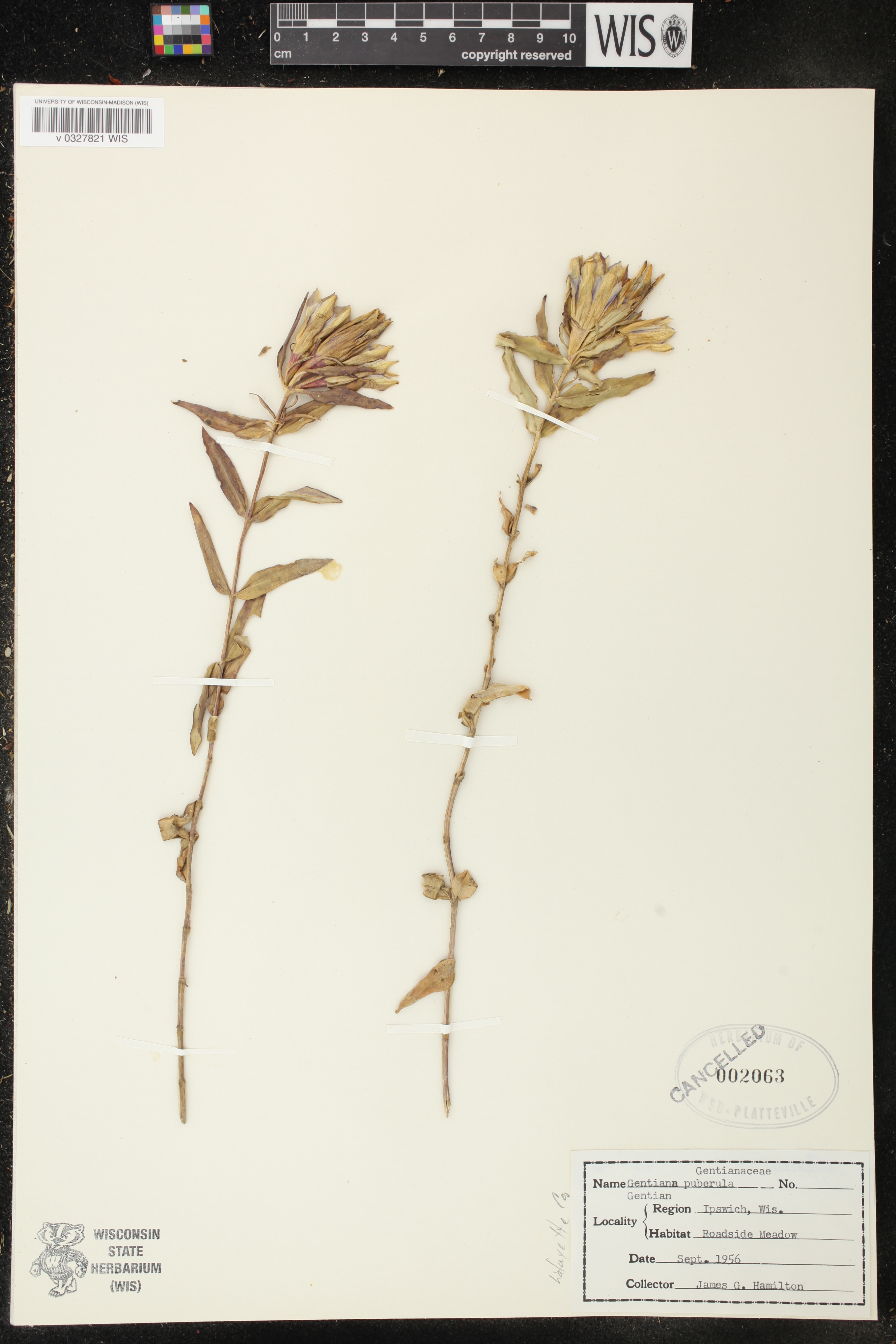 Gentiana puberulenta image
