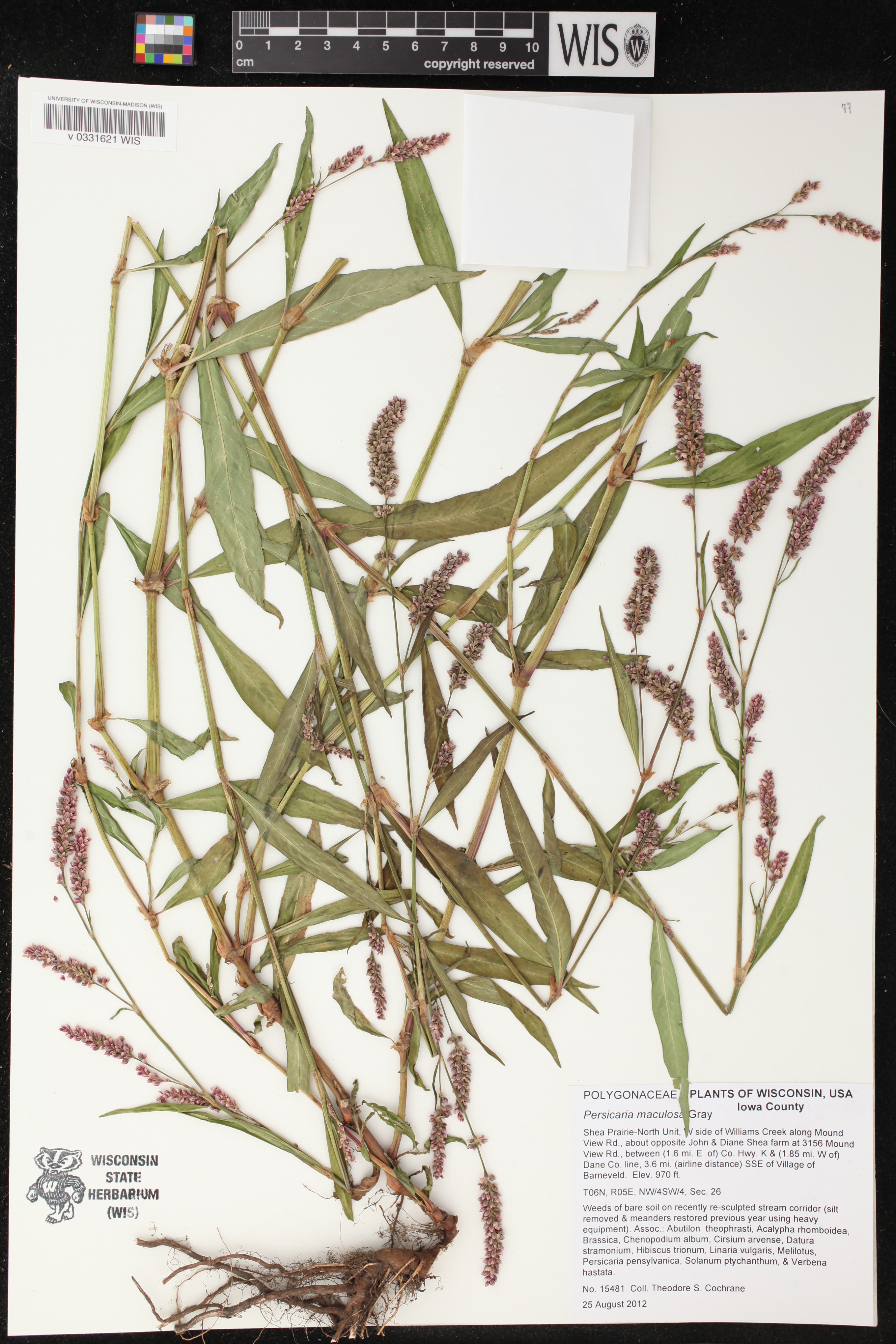 Persicaria maculosa image