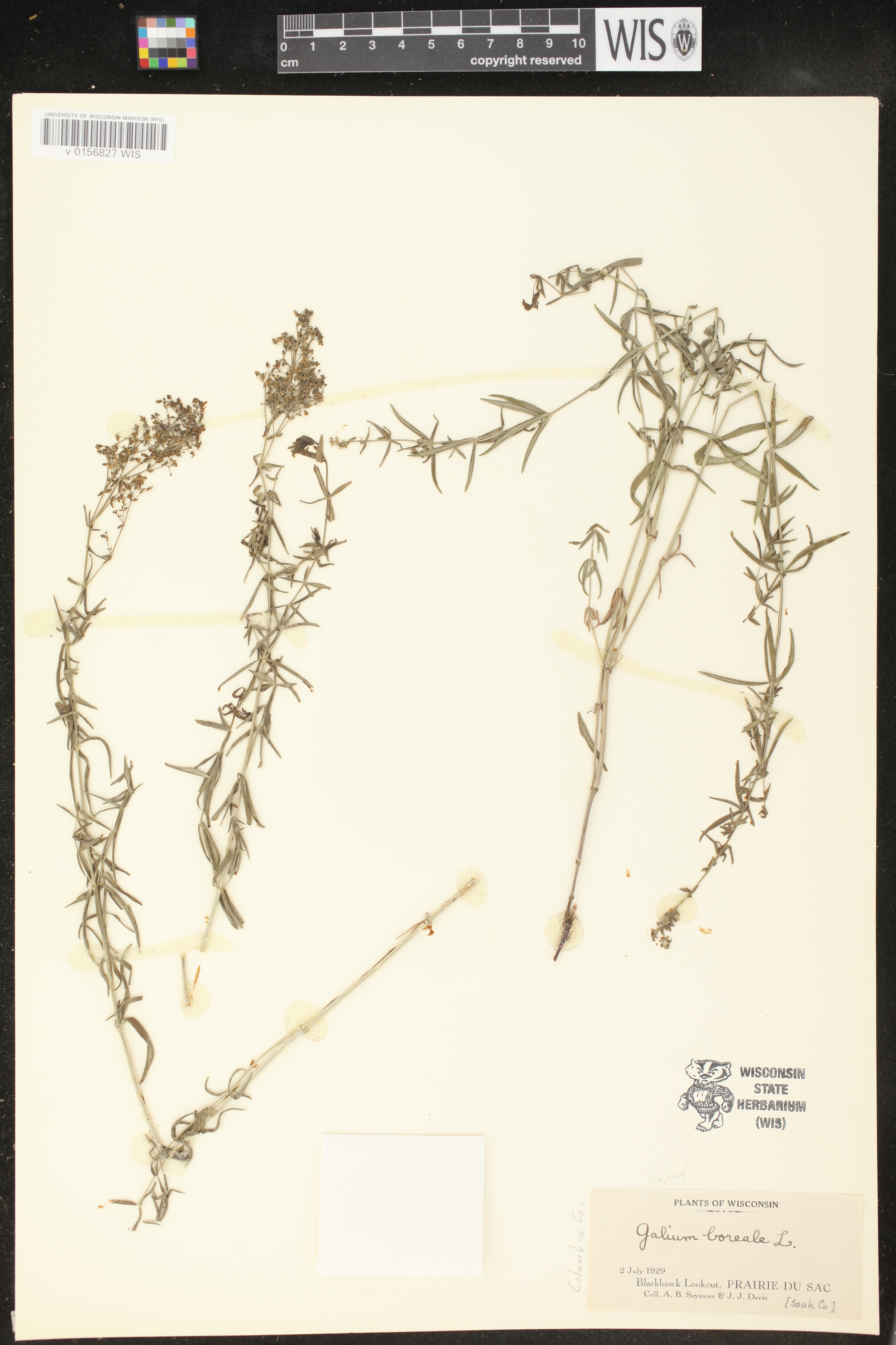 Galium boreale image